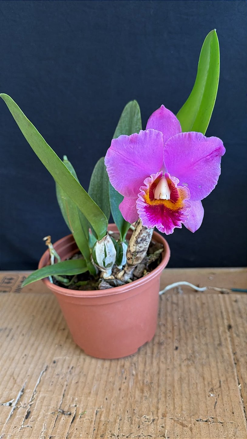 Cattleya (Aloha Case 'Ching Hua' x Percivaliana 'Carla Porto