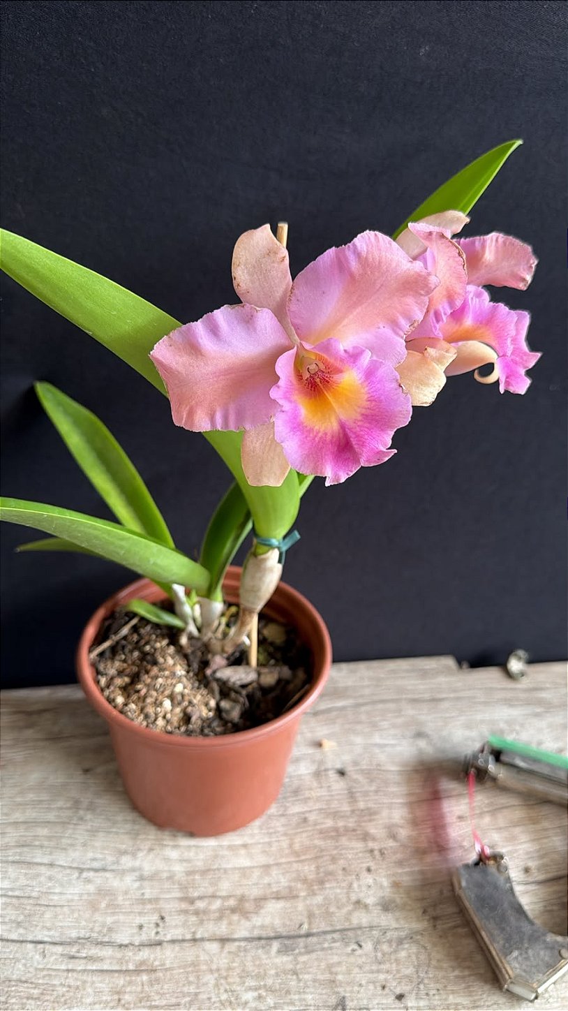 Blc. (Amazing Thailand x Maikai Mayumi) - Florida (Matriz