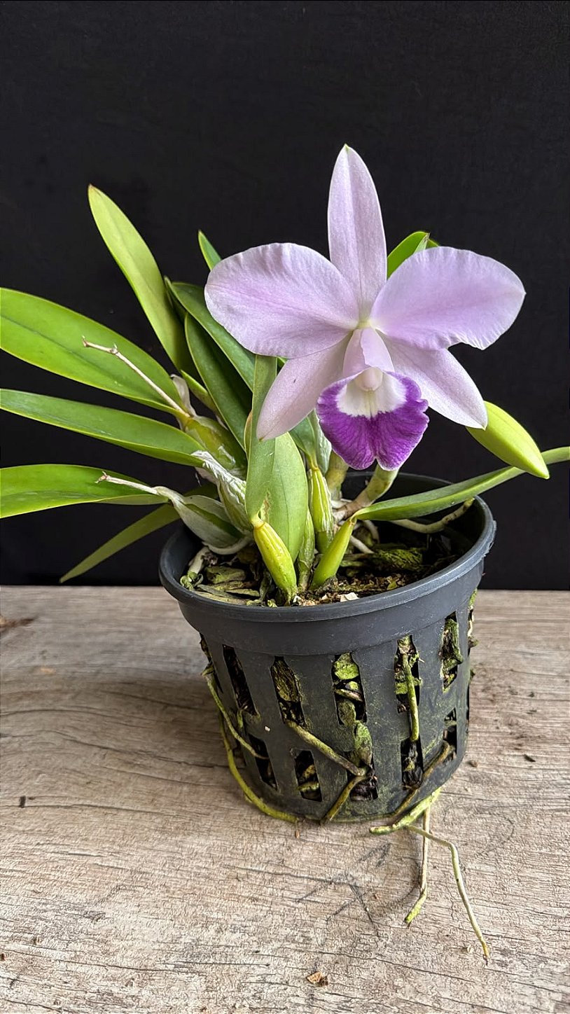 Lc. Mini Purple Coerulea 'Suzuki' - 2 Frentes Floridas