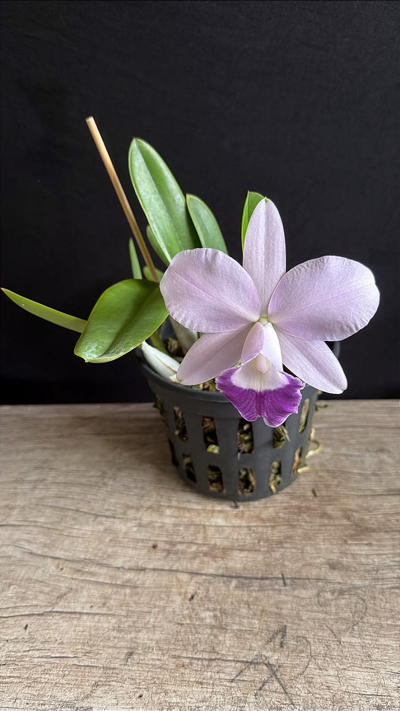 Lc. Mini Purple Coerulea 'Suzuki' 1 (oferta) - Orquidário Suzuki