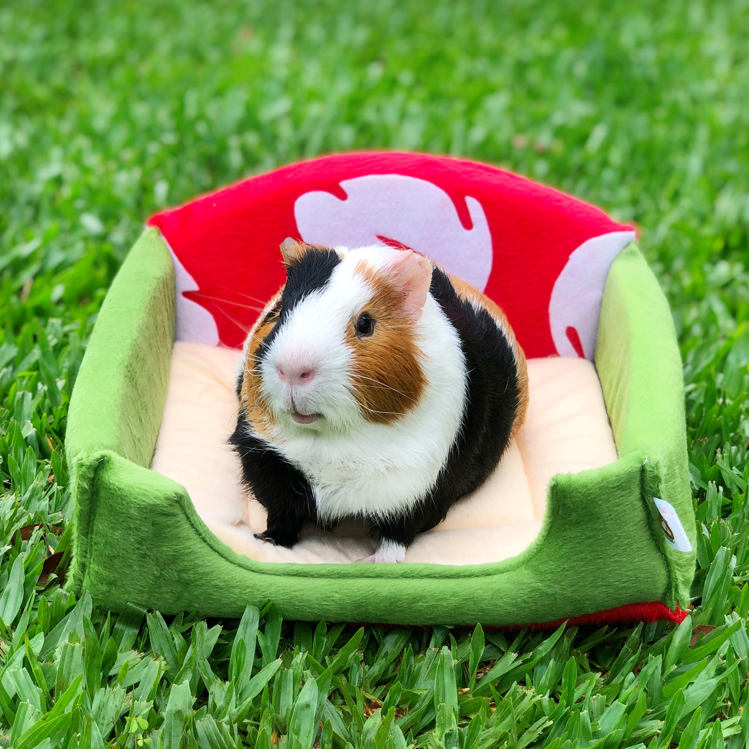 Caminha • Barbie - Guinea Pig Props