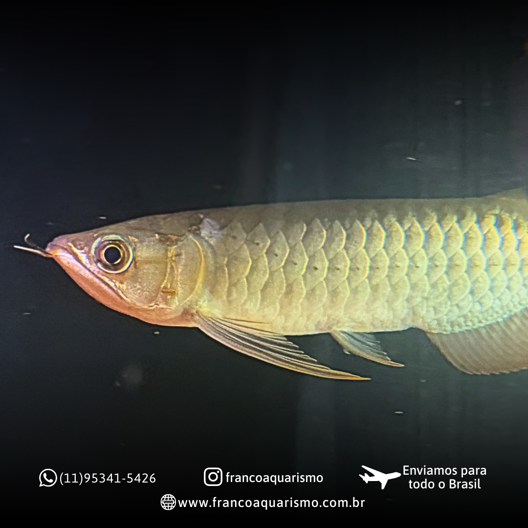 Aruanã Asiática Supreme Red 15-20cm - Franco Aquarismo | A Nº1