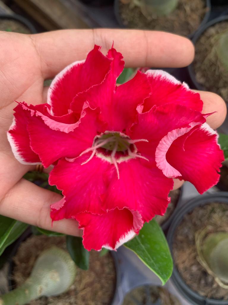 Rose Rhd RD Big Rose - RDH