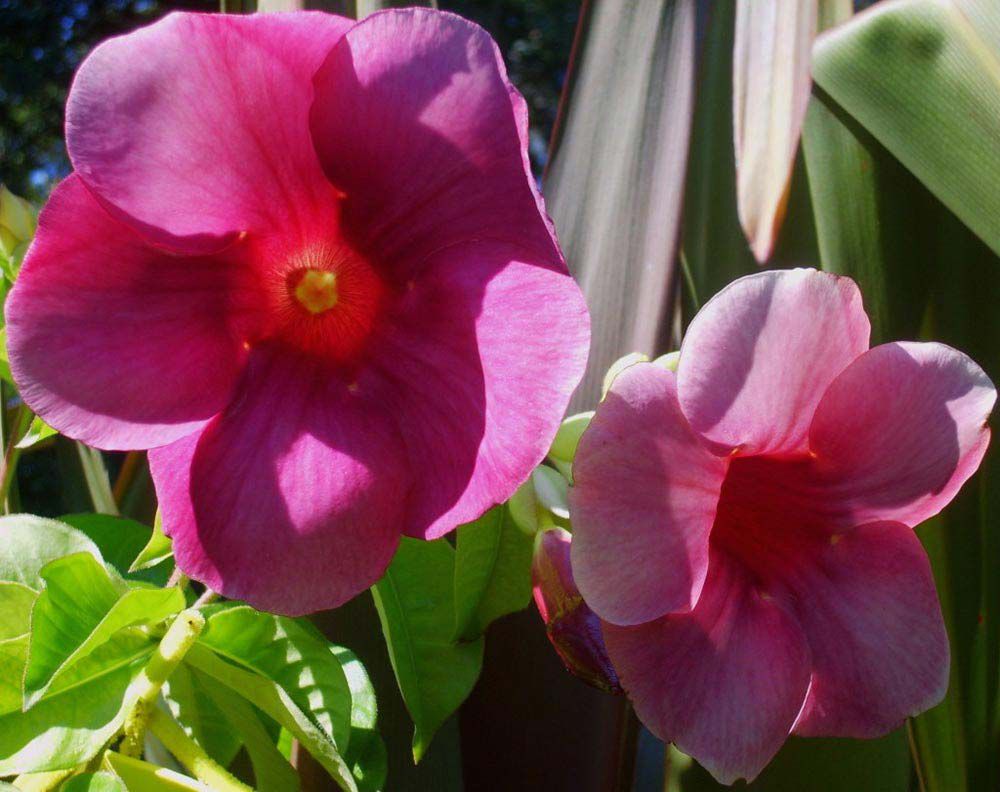 Alamanda Roxa - Planta Delivery