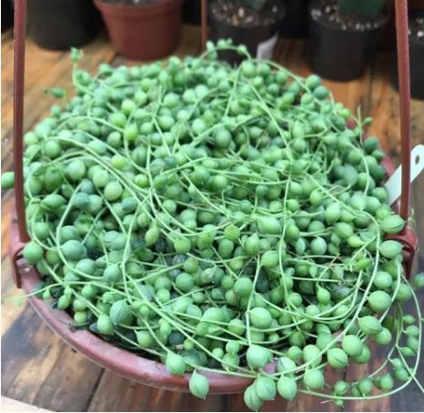 Colar De Pérolas Frete Grátis Rio De Janeiro Planta Delivery