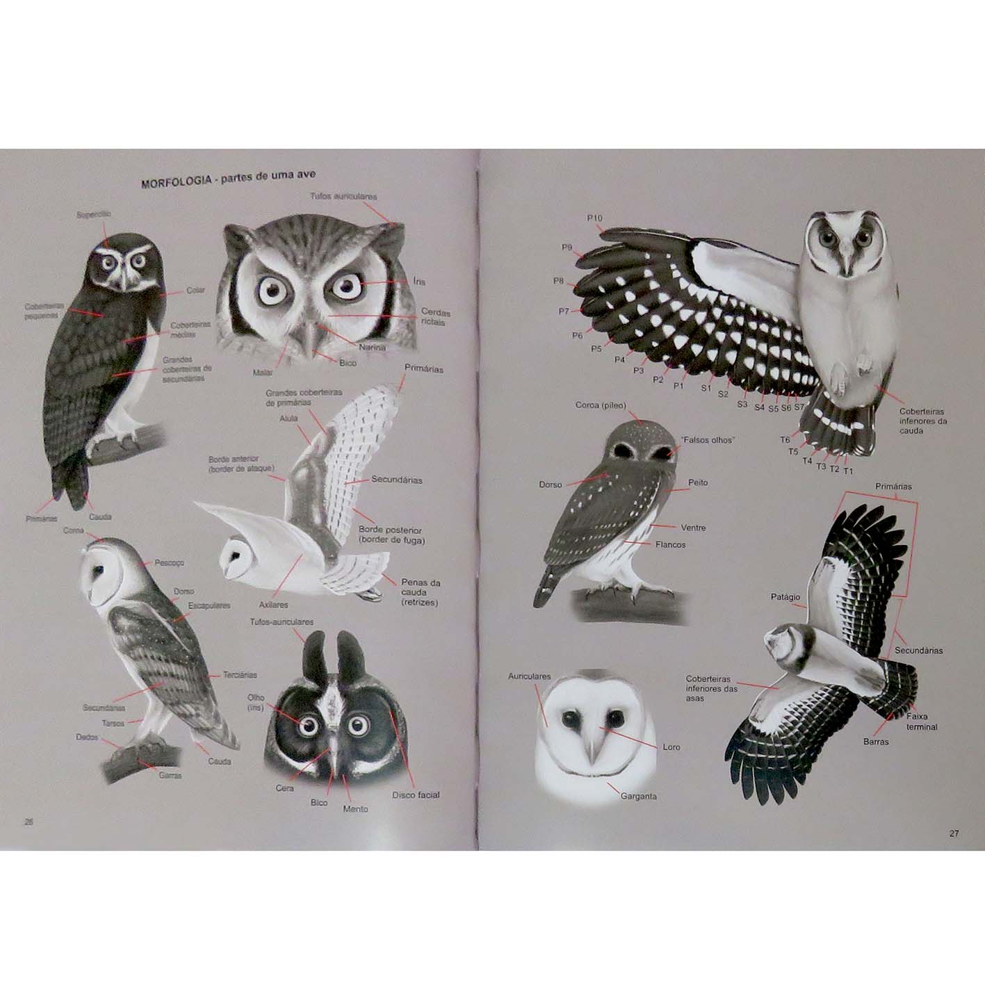 corujas do Brasil, aves noturnas, aves de rapina noturnas, suindara - A ...