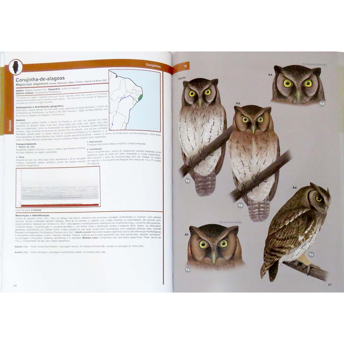 corujas do Brasil, aves noturnas, aves de rapina noturnas, suindara - A ...