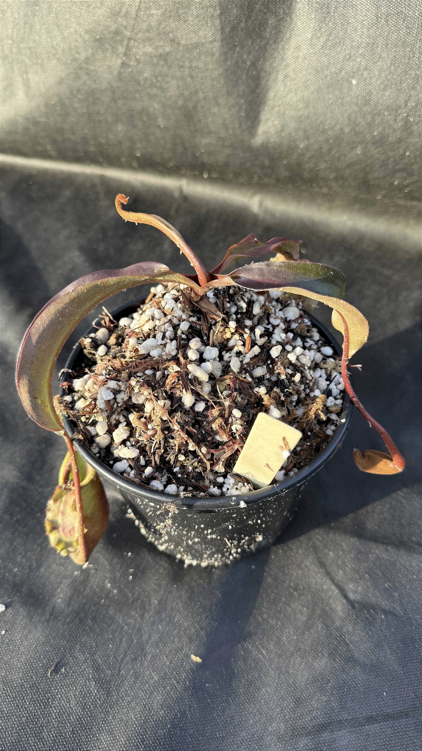 Nepenthes Viking x Veitchii - Floricultura Pai e Filho