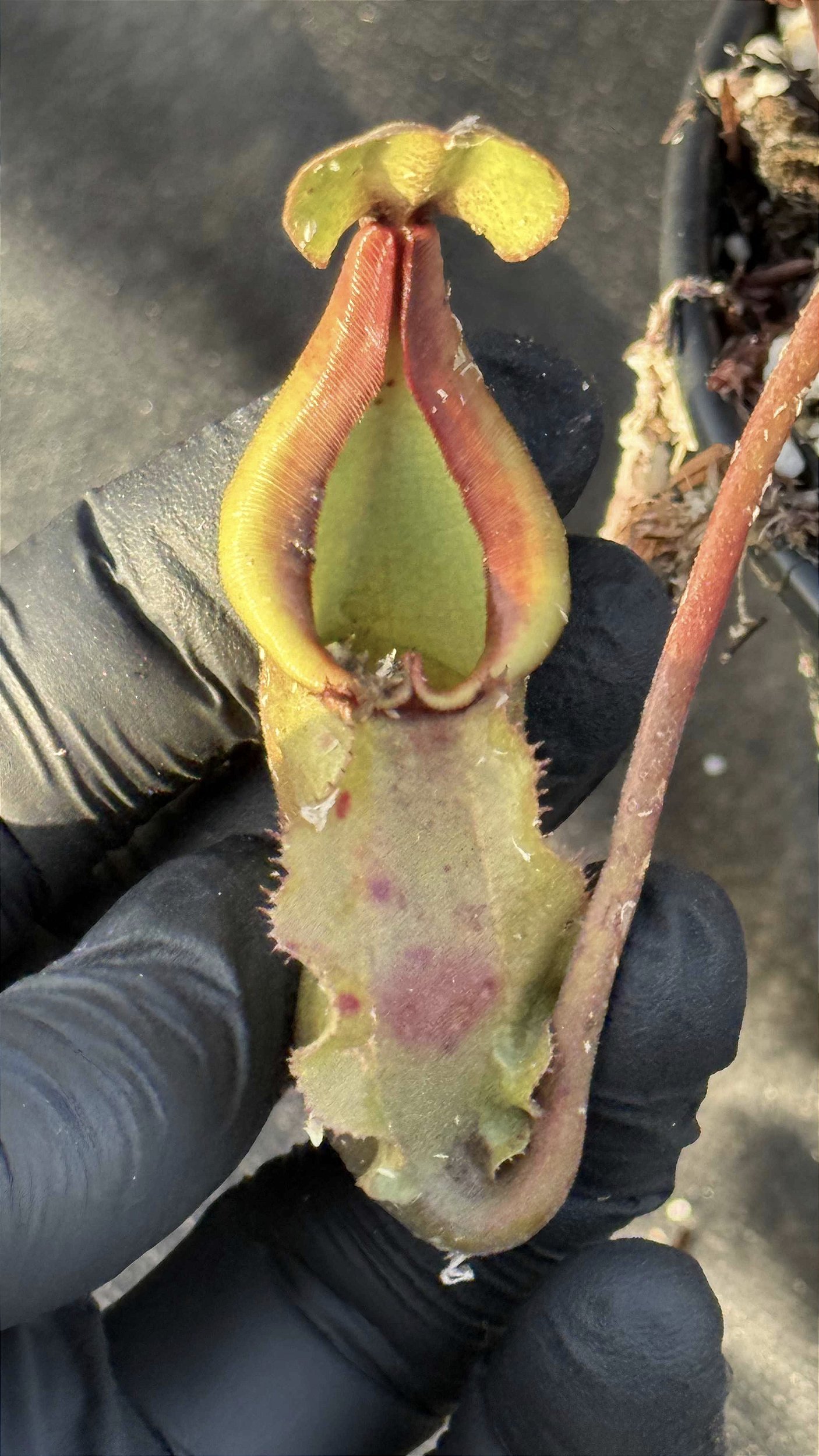 Nepenthes Viking x Veitchii - Floricultura Pai e Filho