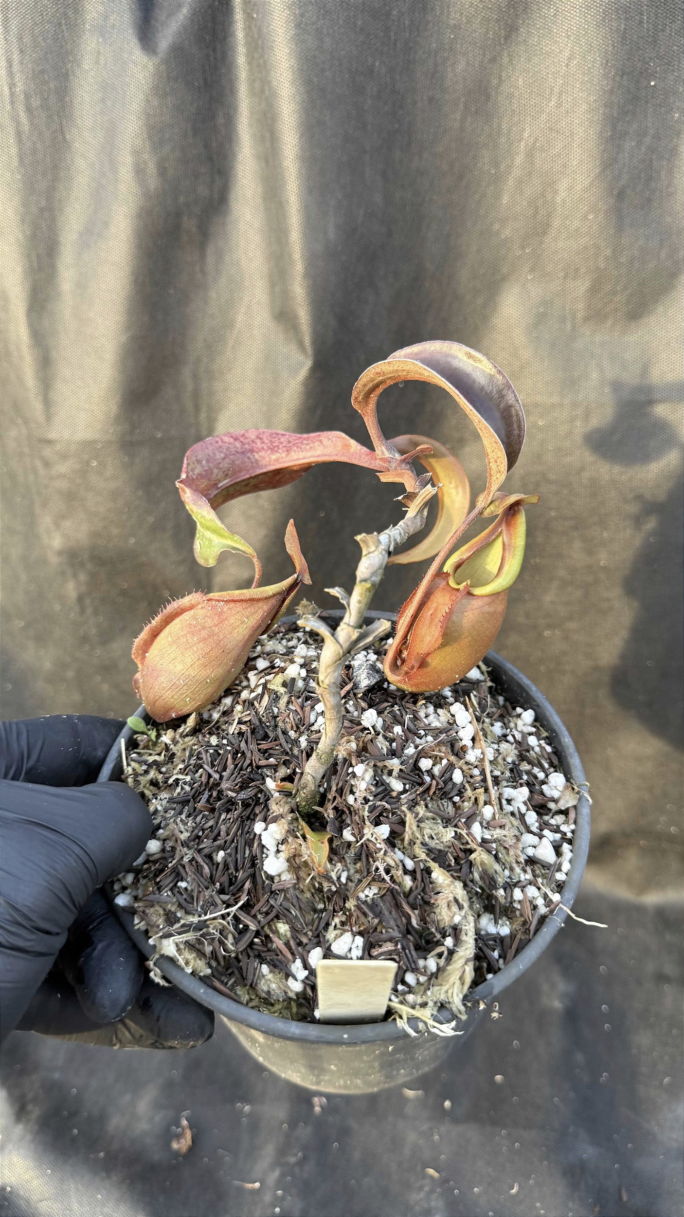 Nepenthes Viking x Veitchii - Floricultura Pai e Filho
