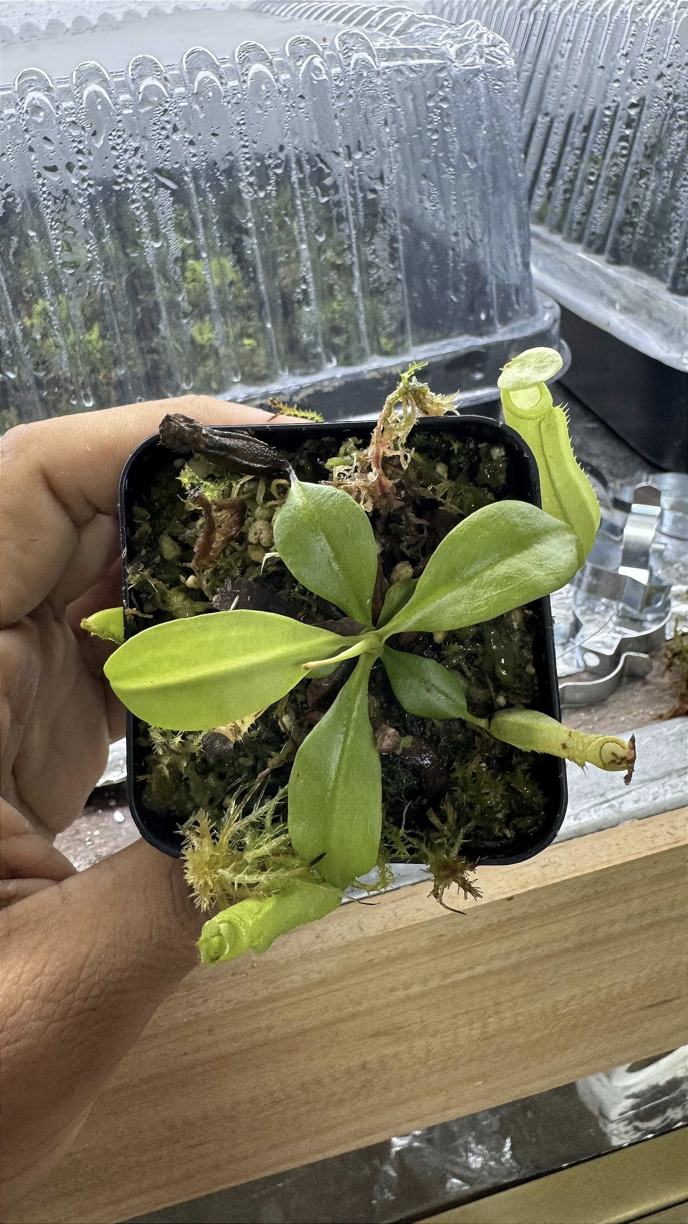 Nepenthes Bicalcarata Orange FPF - 0030 - Floricultura Pai e Filho