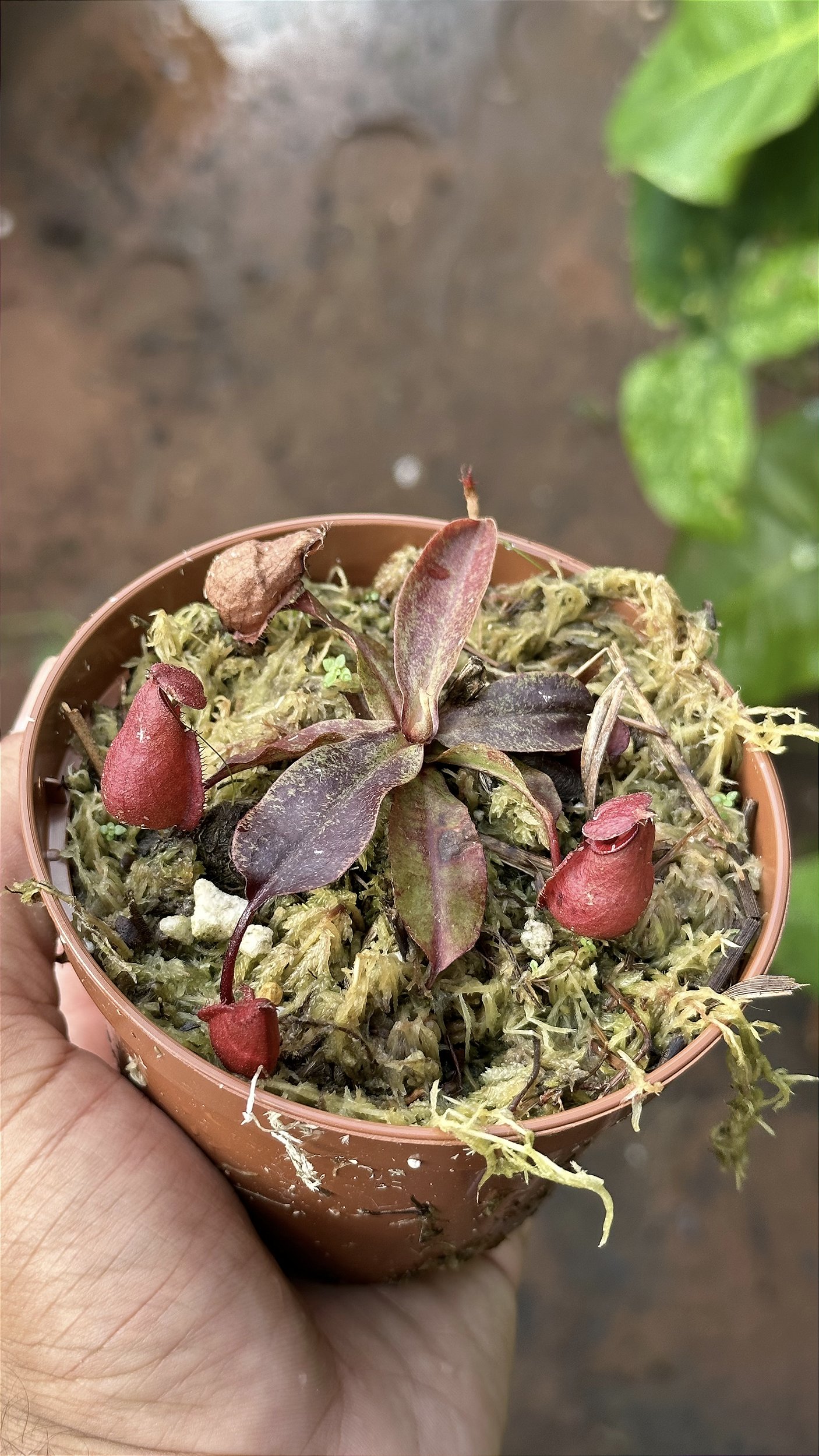Mirabilis Winged x Ampullaria Black Miracle) x [Mirabilis Winged