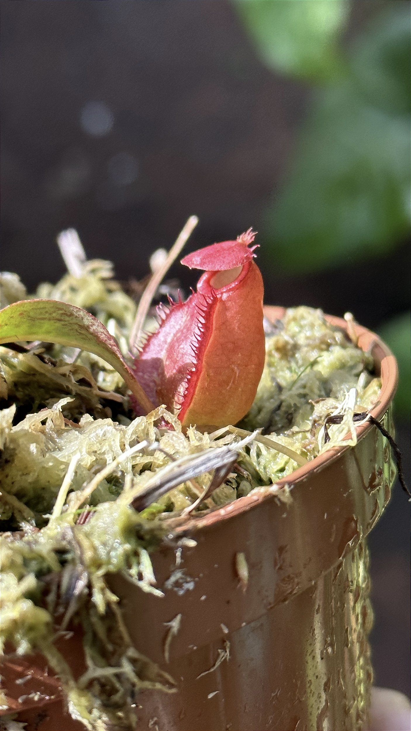 Willing plant x VALIEM XS &台セット バリエム アガベ valiem willing plant別注M 【公式通販】
