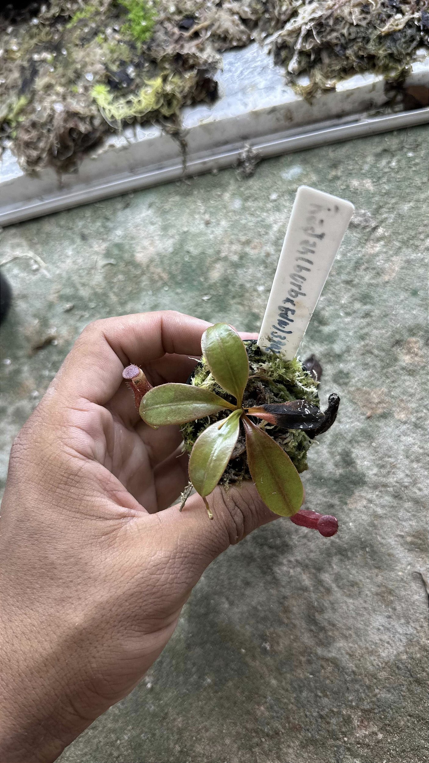 Nepenthes Rajah x (Burbidgeae x Edwardsiana) BE-3902 Nepenthes Rajah x (Burbidgeae x Edwardsiana) BE-3902