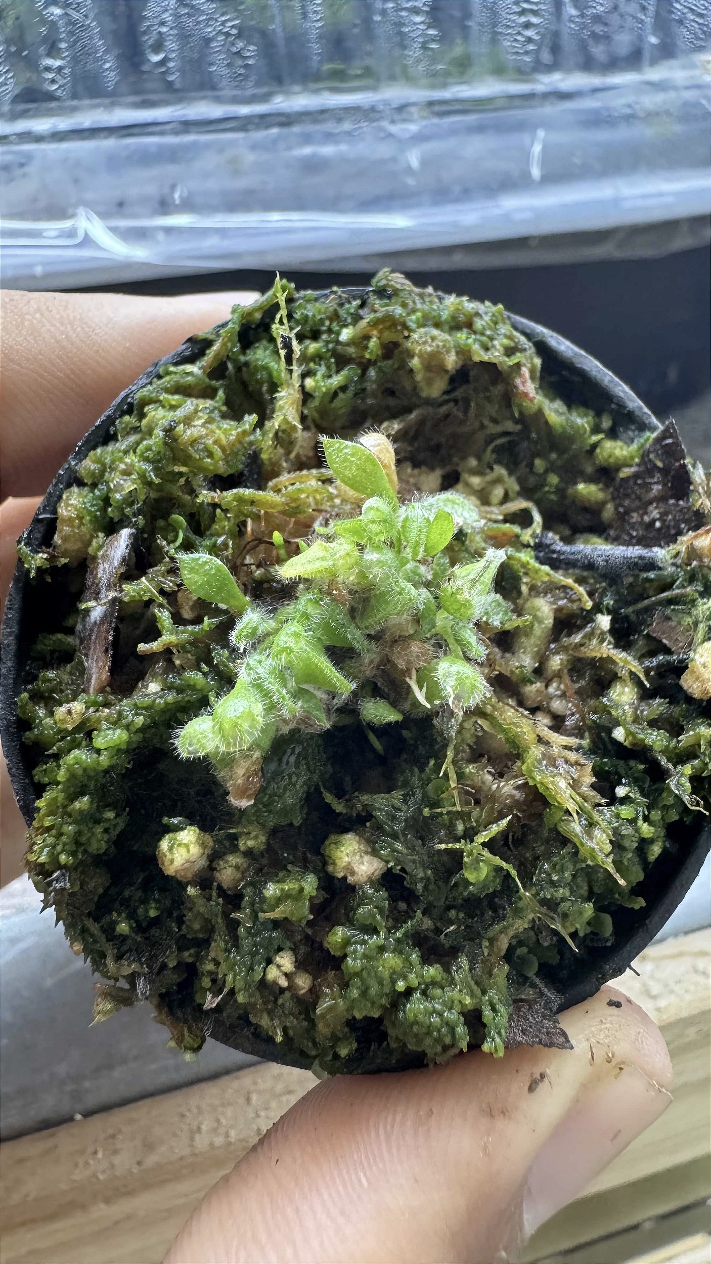 Cephalotus follicularis HMZ×SOHG Cephalotus Folicularis - Floricultura Pai e Filho