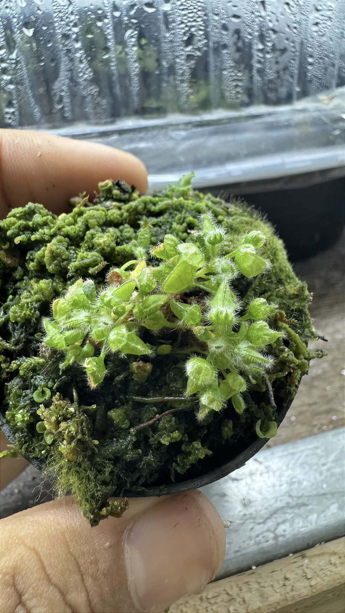 Cephalotus Folicularis - Floricultura Pai e Filho