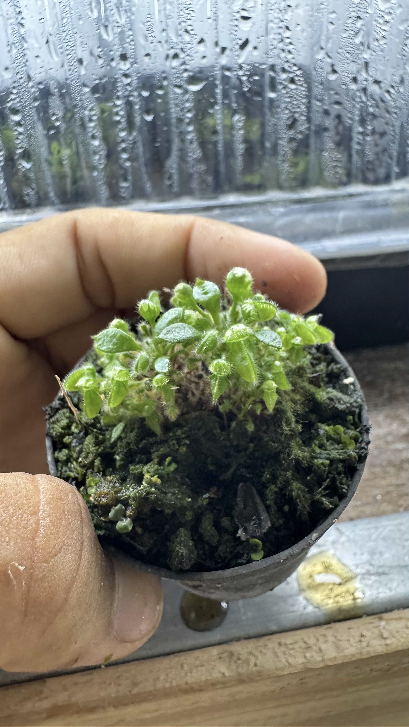 Cephalotus Folicularis - Floricultura Pai e Filho
