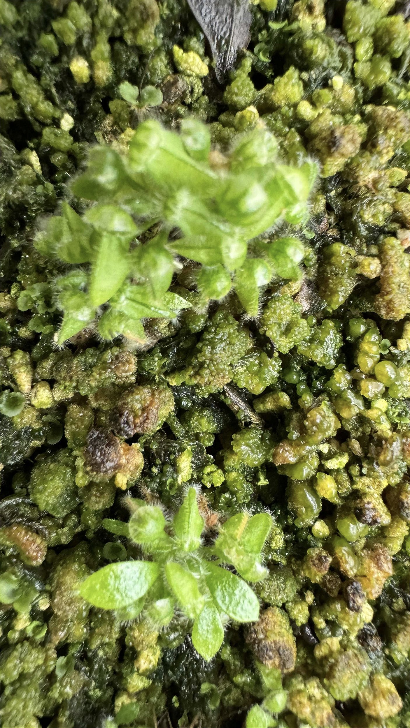Cephalotus Folicularis - Floricultura Pai e Filho