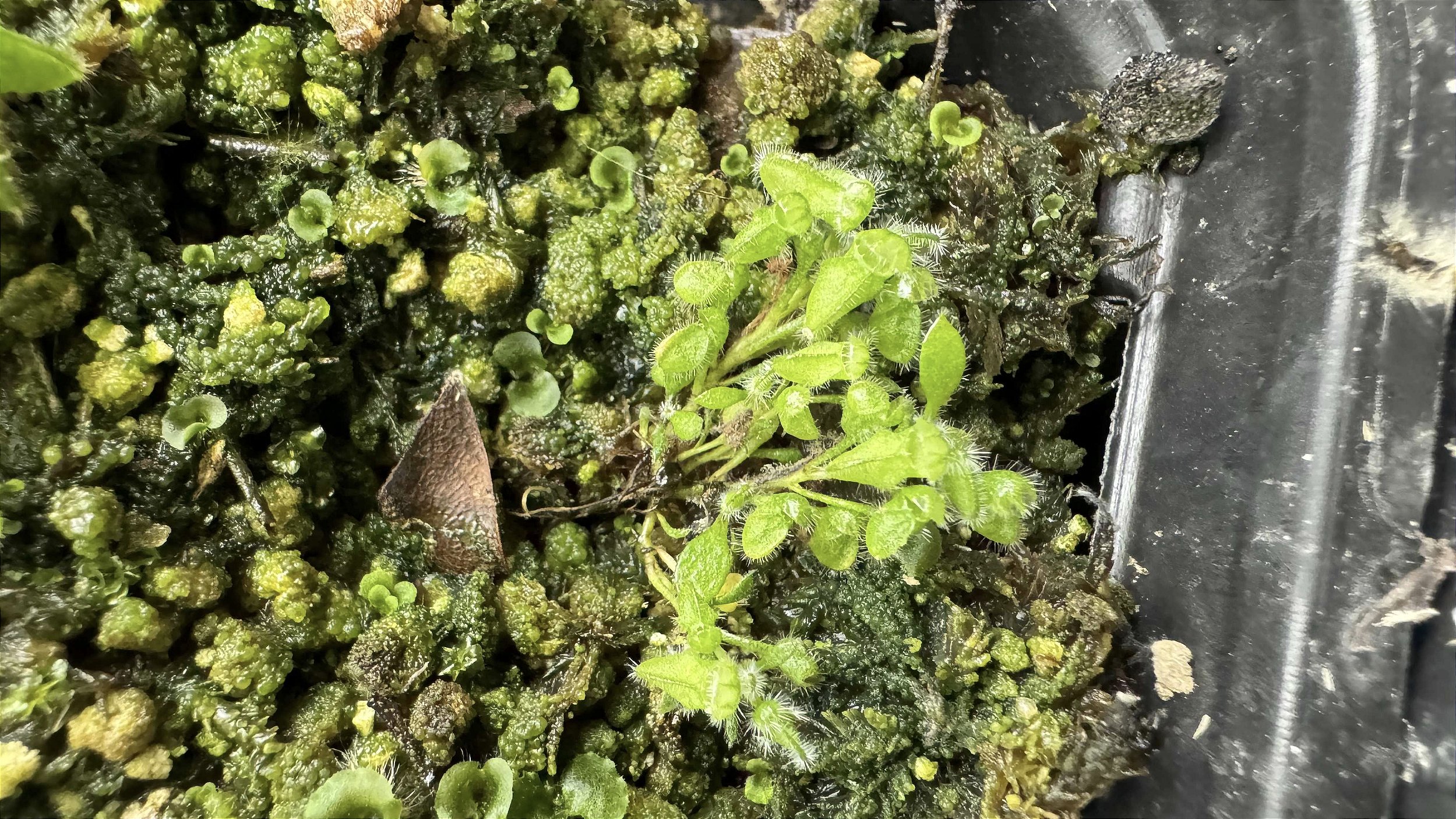 Cephalotus Folicularis - Floricultura Pai e Filho
