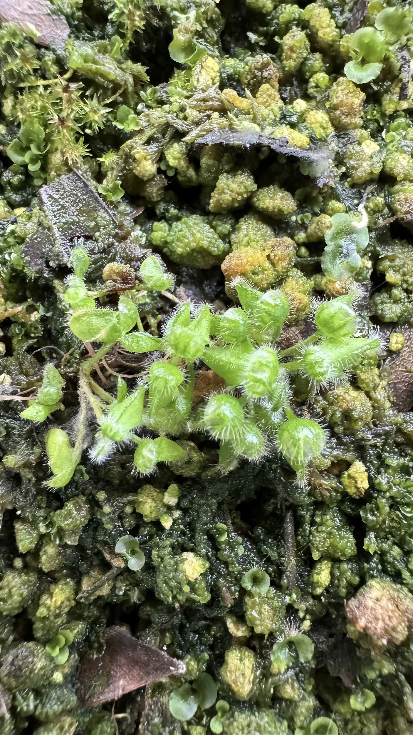 Cephalotus Folicularis - Floricultura Pai e Filho