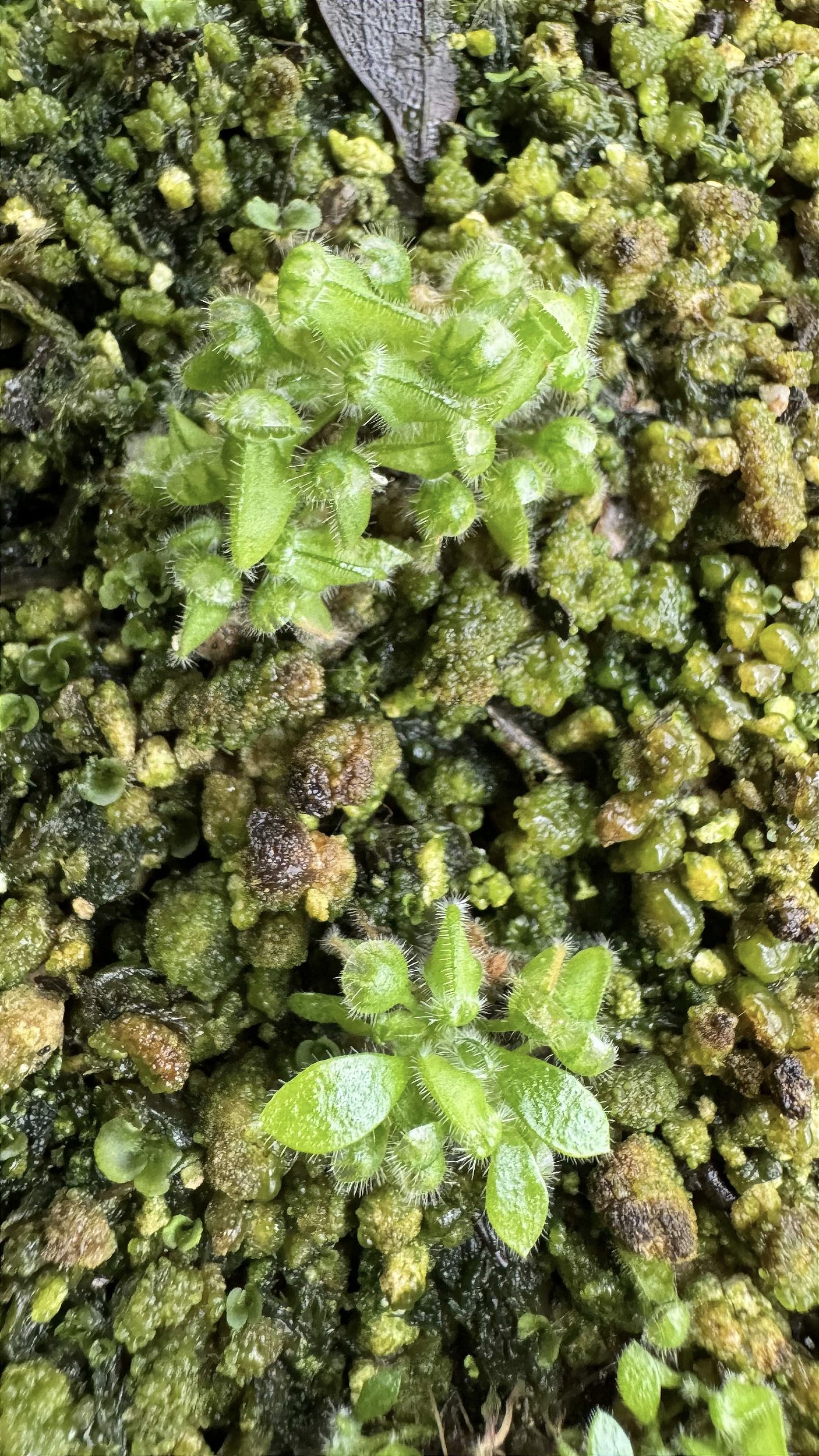 Cephalotus follicularis HMZ×SOHG Cephalotus Folicularis - Floricultura Pai e Filho