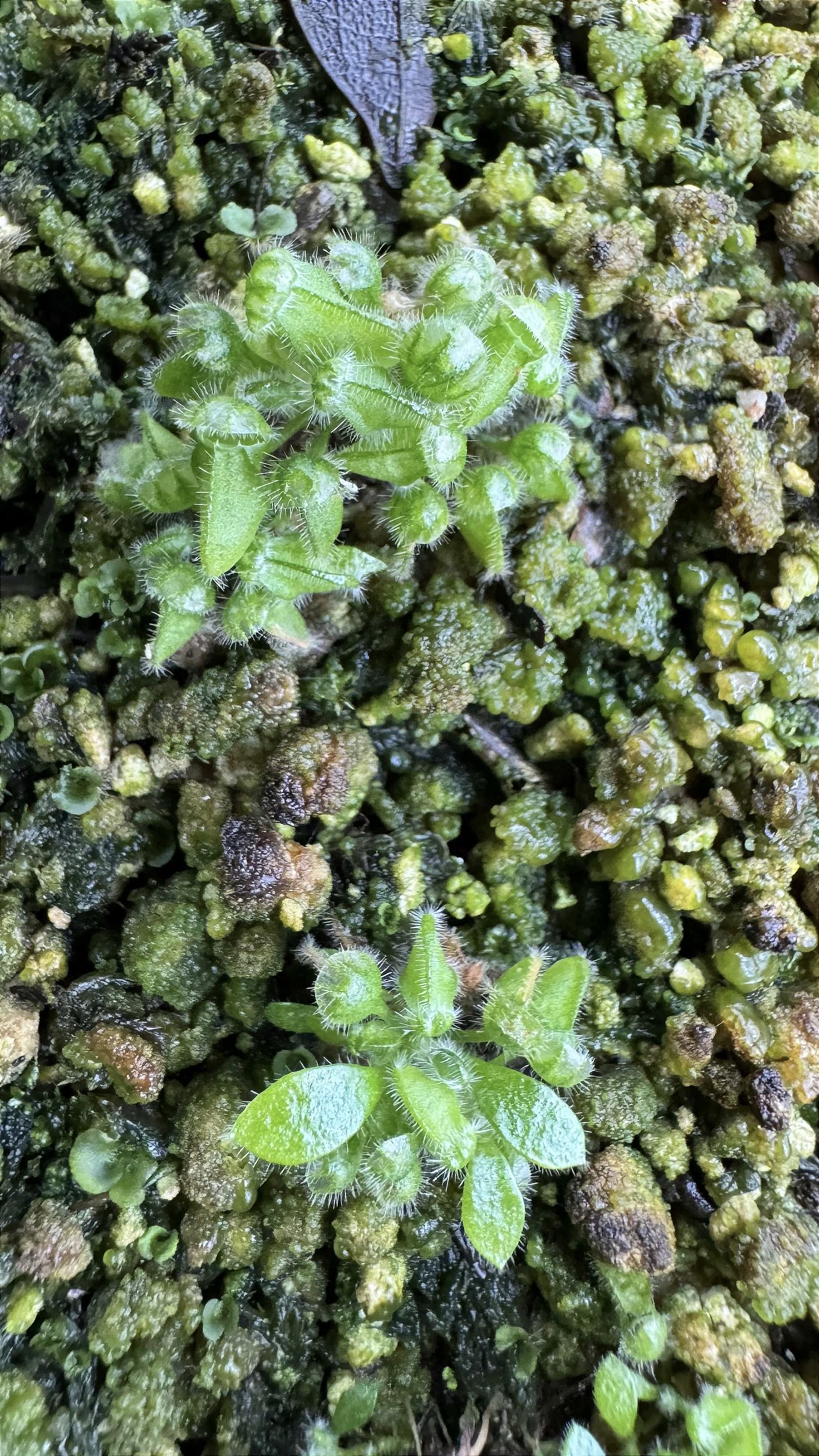 Cephalotus Folicularis - Floricultura Pai e Filho