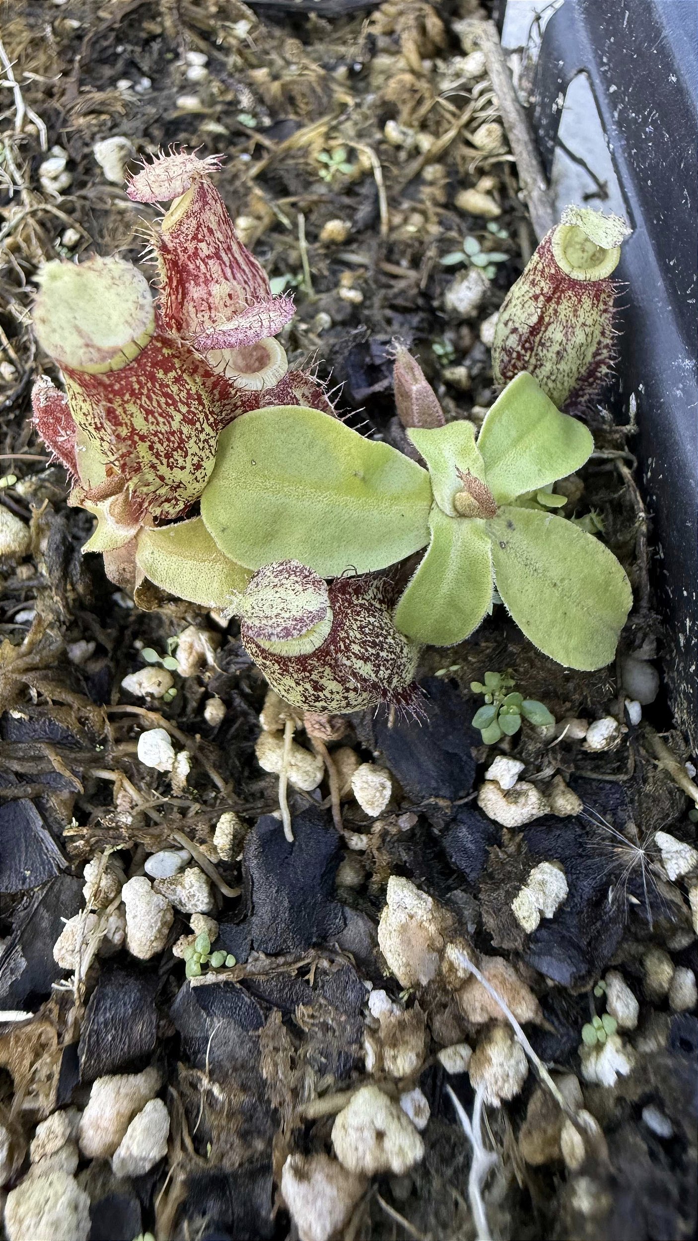 Nepenthes Ampullaria ''Garden Lady'' x Bicalcarata ''Orange