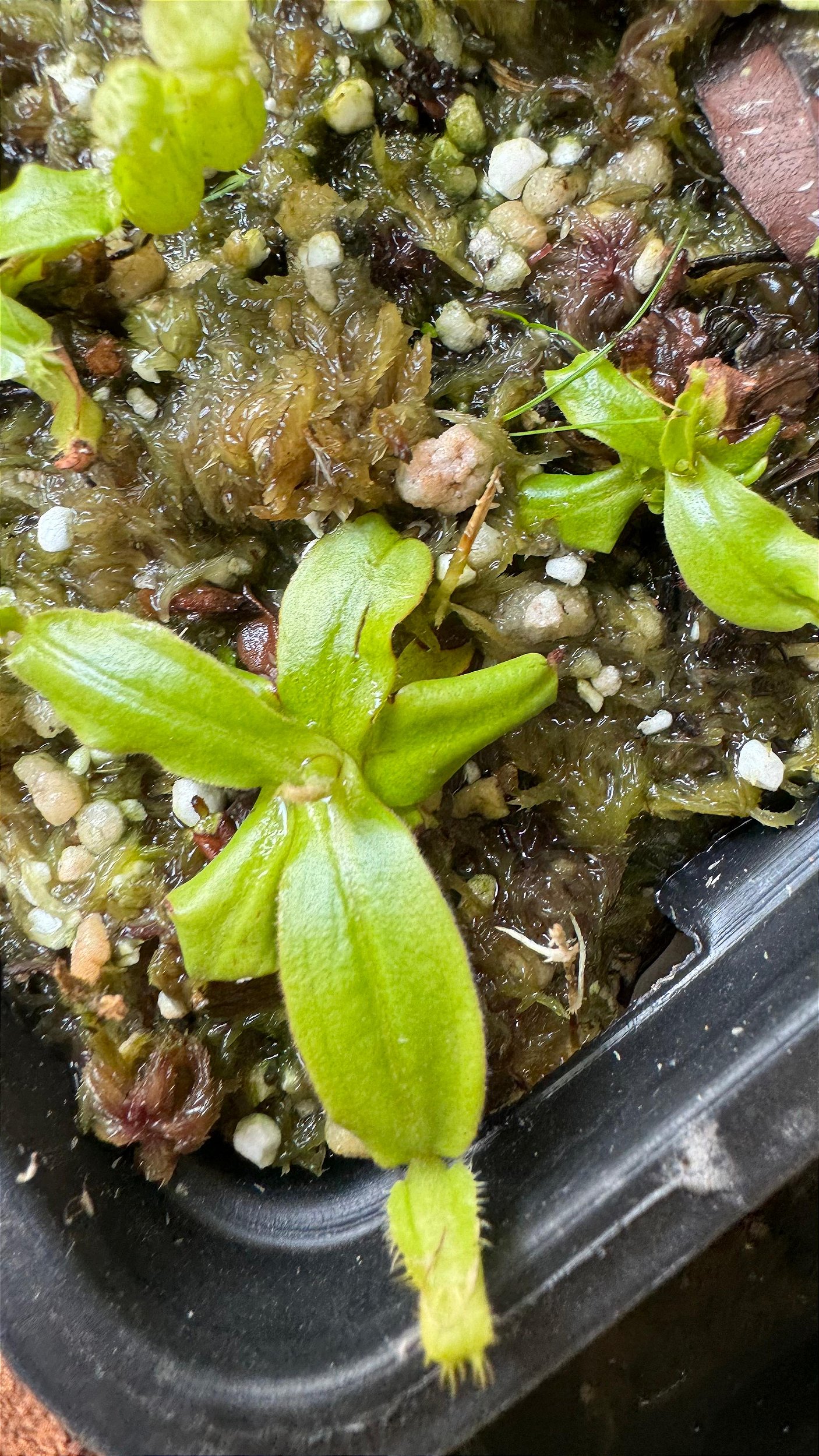 Nepenthes Ampullaria ''Garden Lady'' x Bicalcarata ''Orange