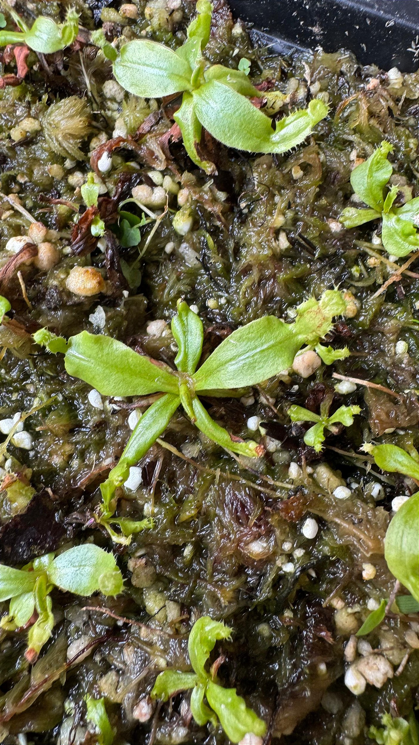 Nepenthes Ampullaria ''Garden Lady'' x Bicalcarata ''Orange
