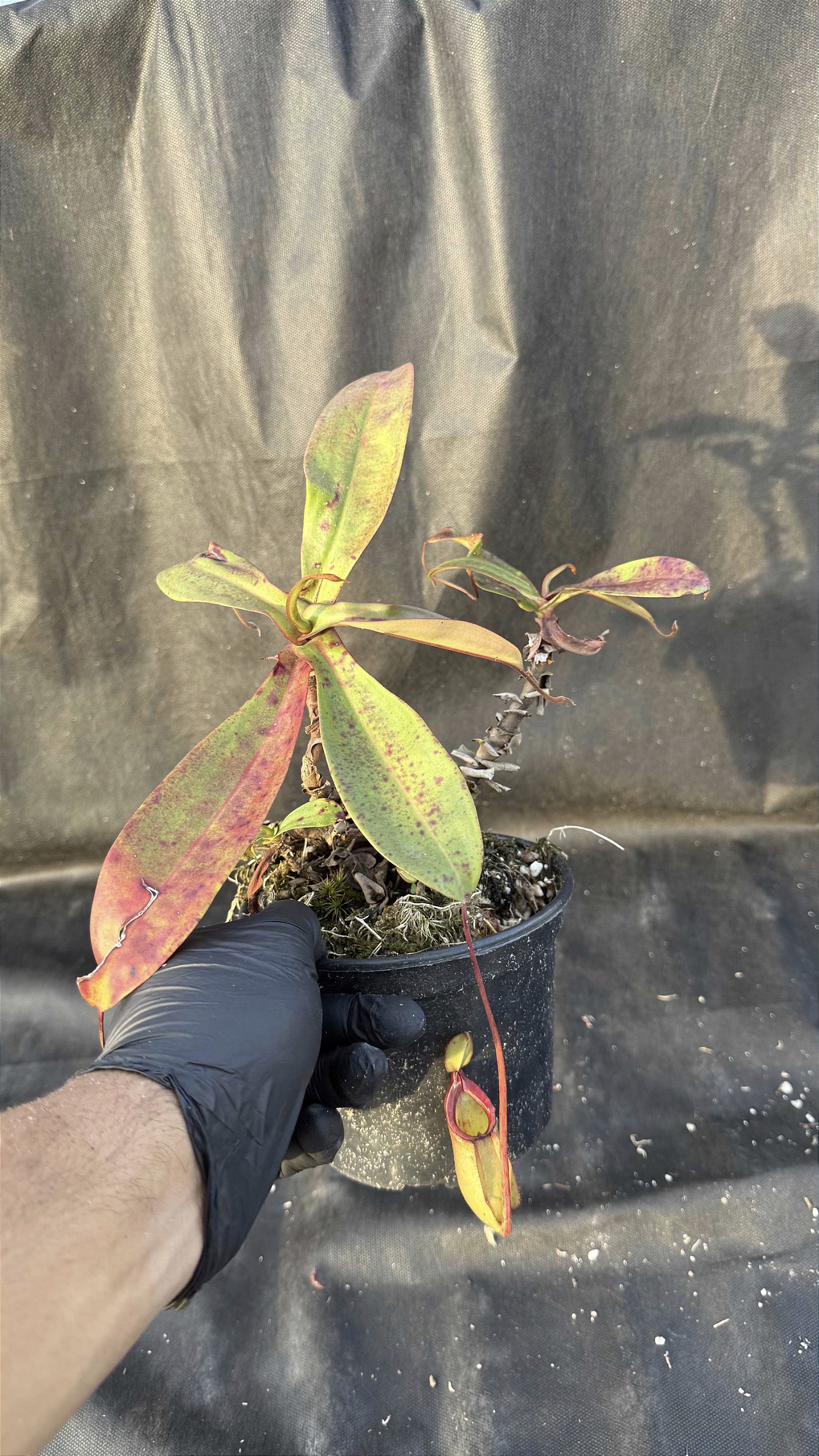 Nepenthes Viking x Ampullaria - Muda Grande - Floricultura Pai e Filho