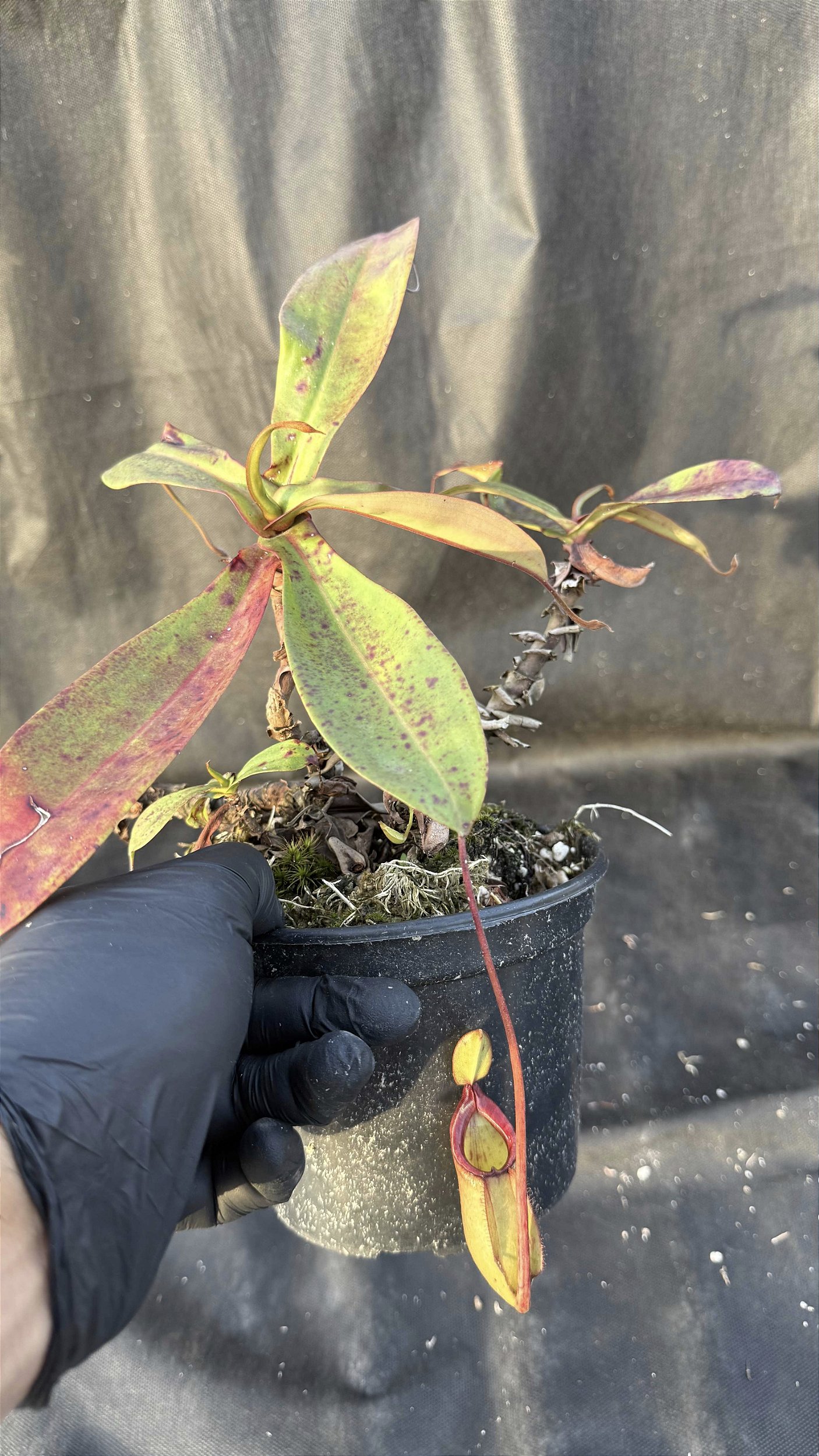 Nepenthes Viking x Ampullaria - Muda Grande - Floricultura Pai e Filho