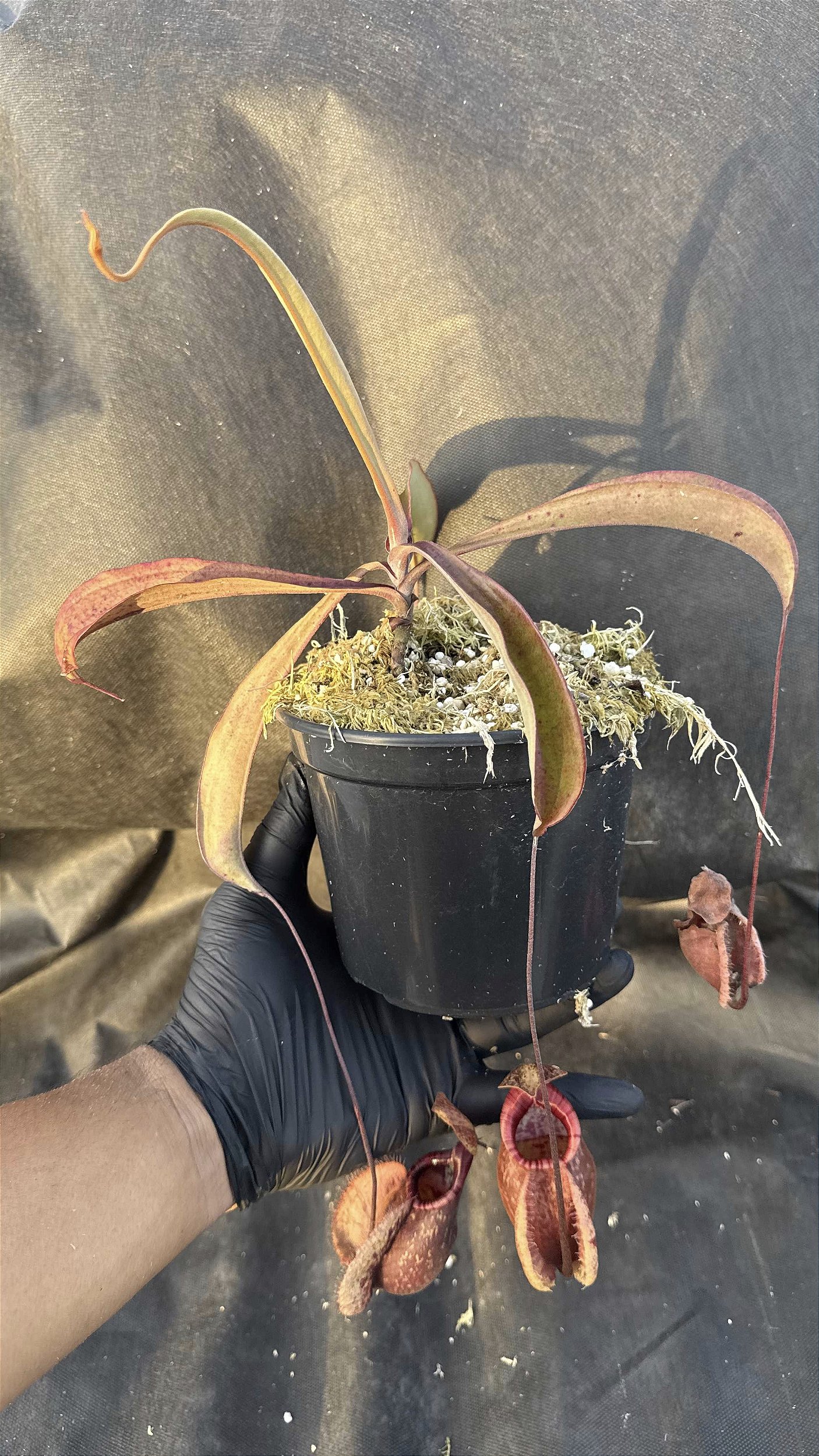 Nepenthes (Viking x Raflesiana) x Northiana - Floricultura Pai e Filho
