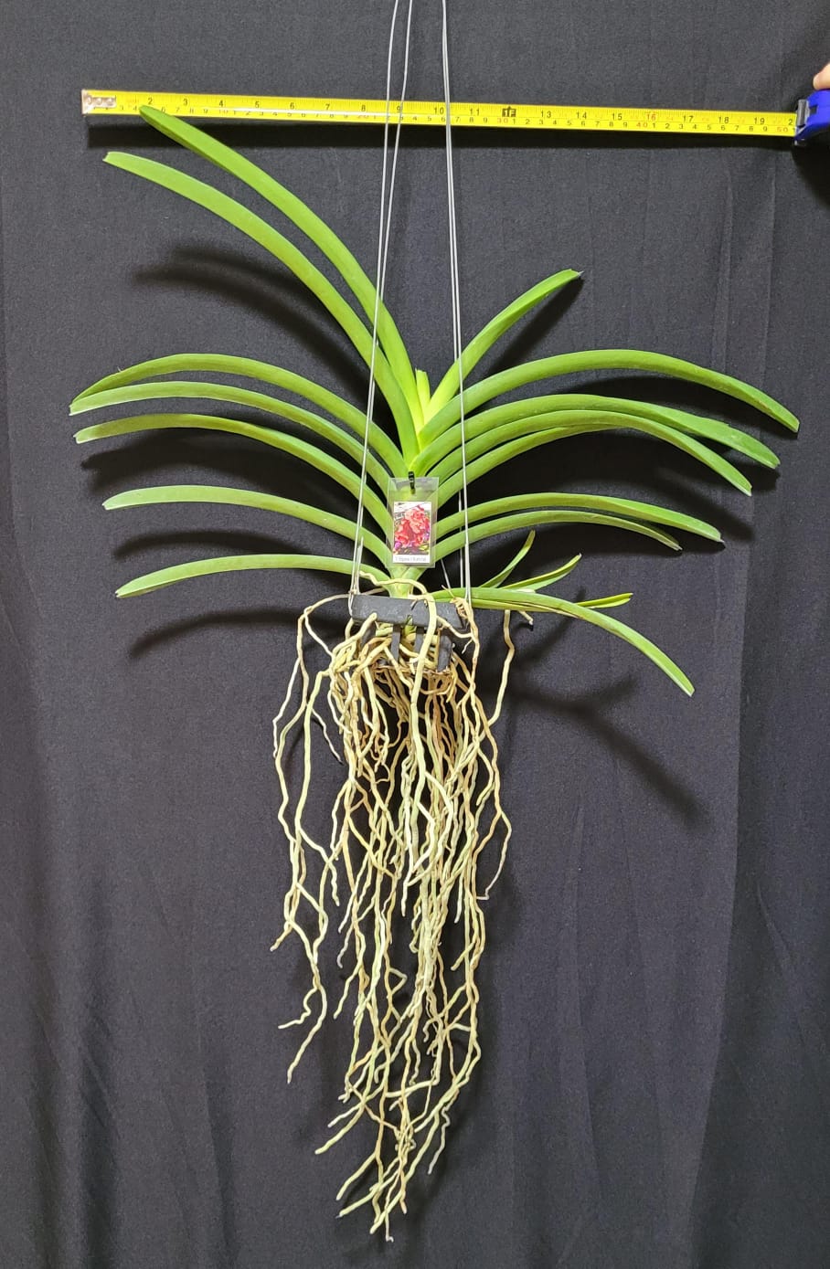 Better-Gro Vanda Korb Aus Zedernholz – Quadratisch 25,4 Cm, Ideal Für Orchideen & Aufhängepflanzen