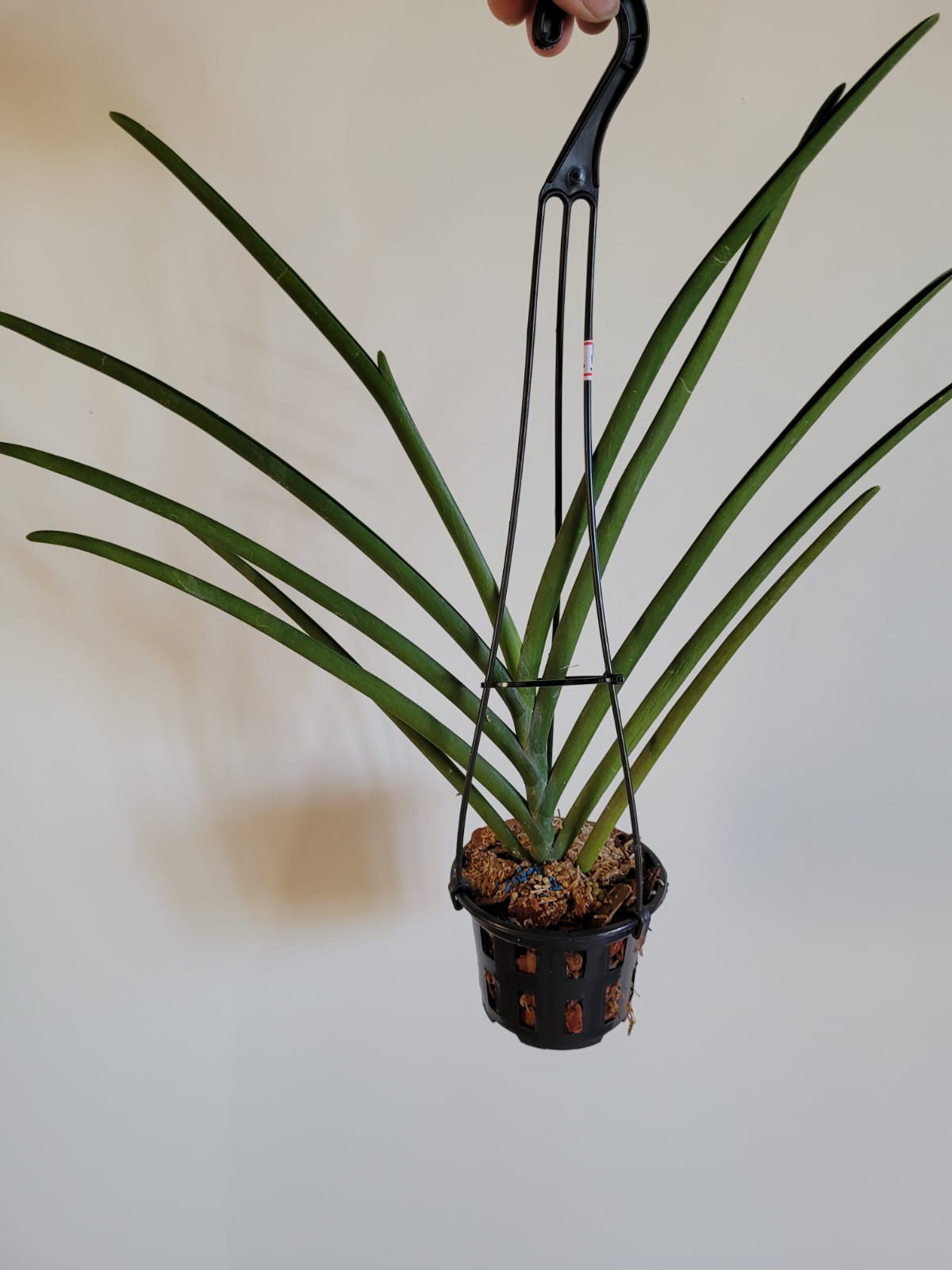 Muda de Vanda M.L Velthuis X Dr. Anek , Soft Pink Orquidário Dona Vanda