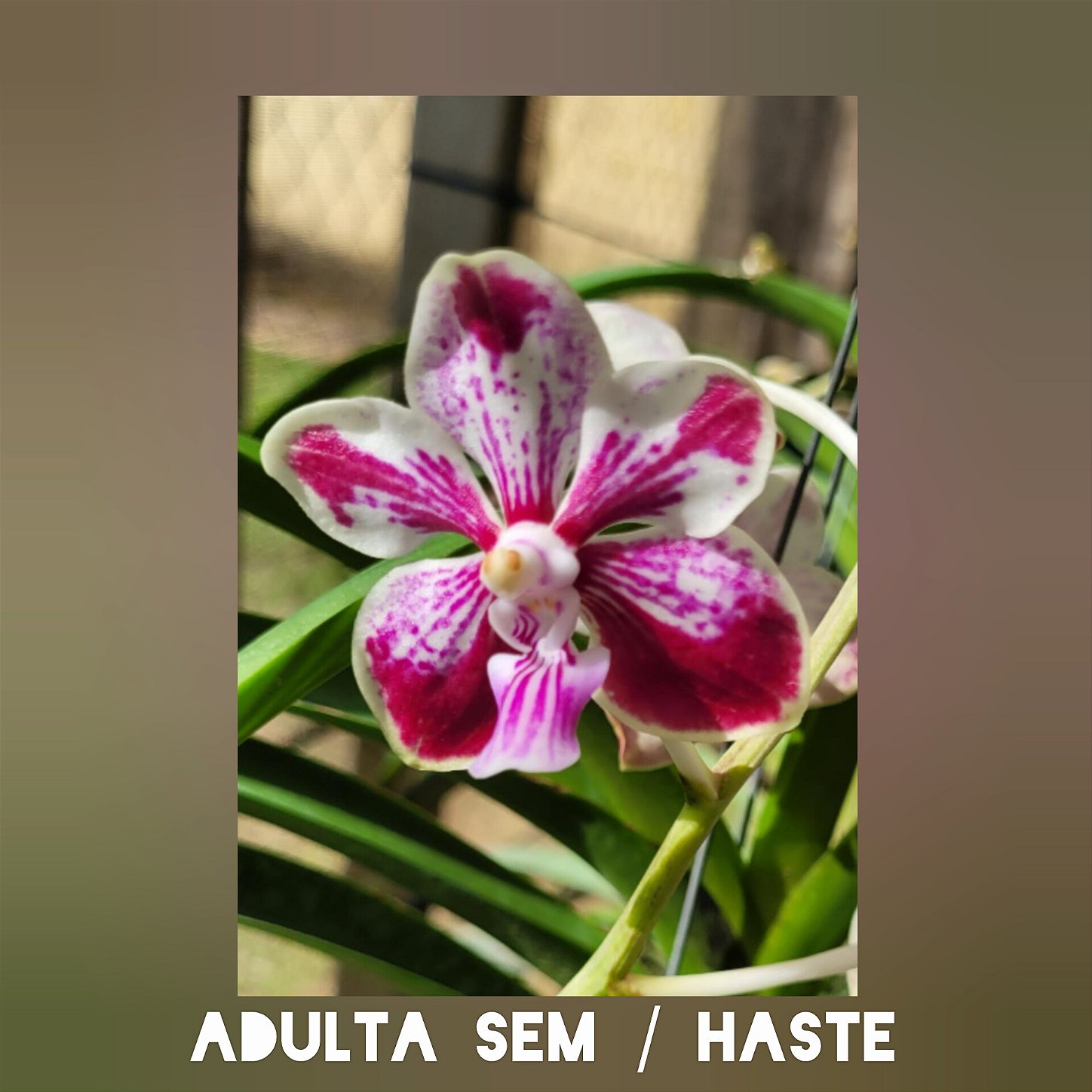 Vanda Kultana Fragrance x Vanda Luzonica - Orquidário Dona Vanda