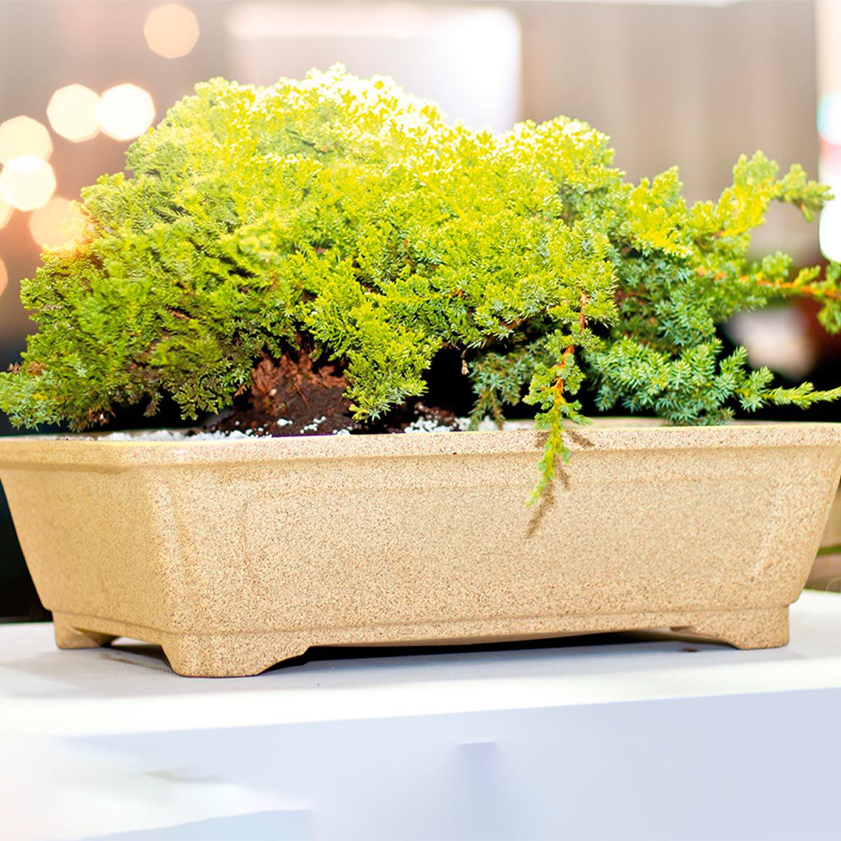 Vaso Pré Bonsai Texturizado 13 Areia