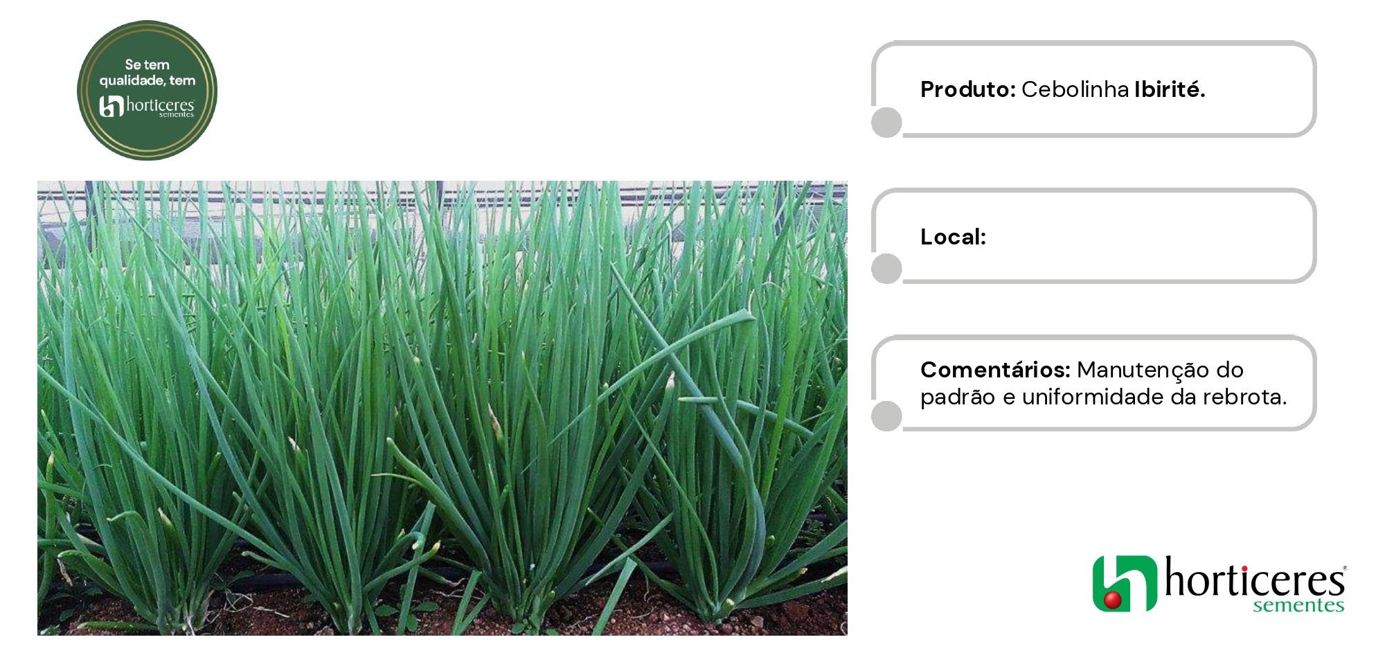 Semente Cebolinha Ibirité 100g - AgrícolaShop