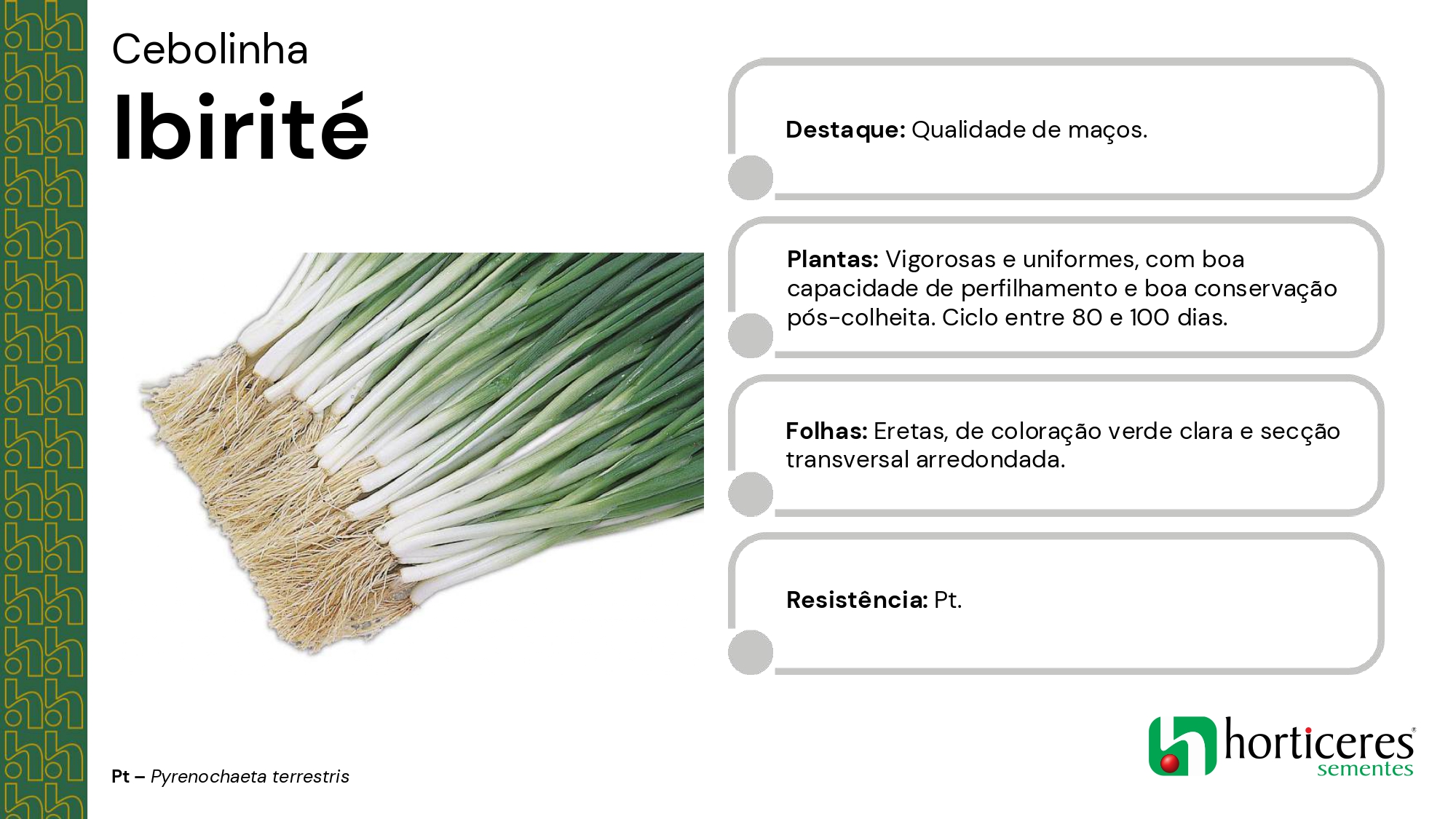 Semente Cebolinha Ibirité 100g - AgrícolaShop