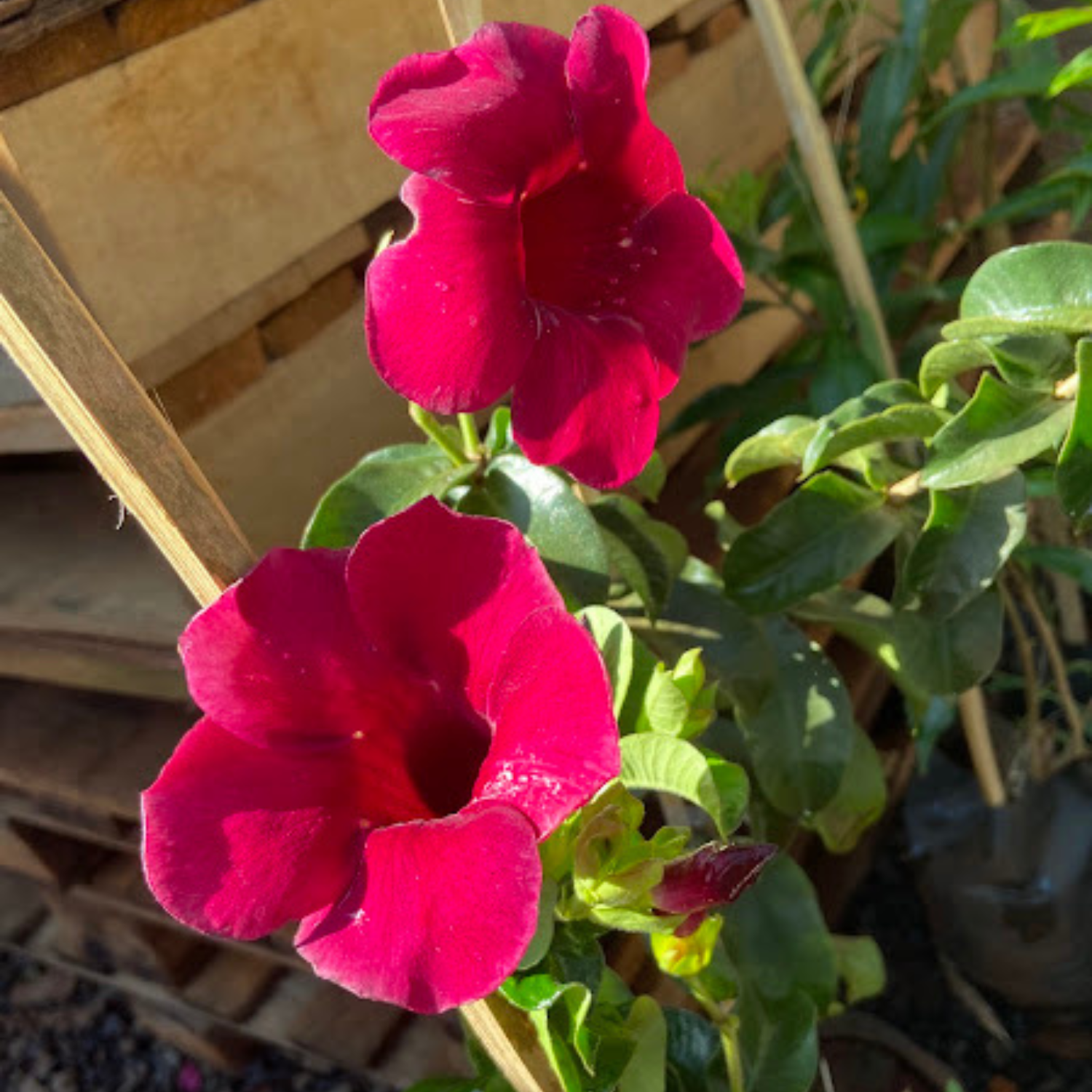 Alamanda Roxa - Boni Plantas & Paisagismo