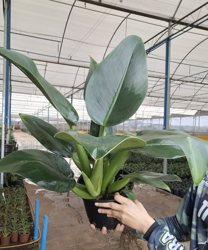 Filodendro Pacová (Philodendron martianum) - Boni Plantas & Paisagismo