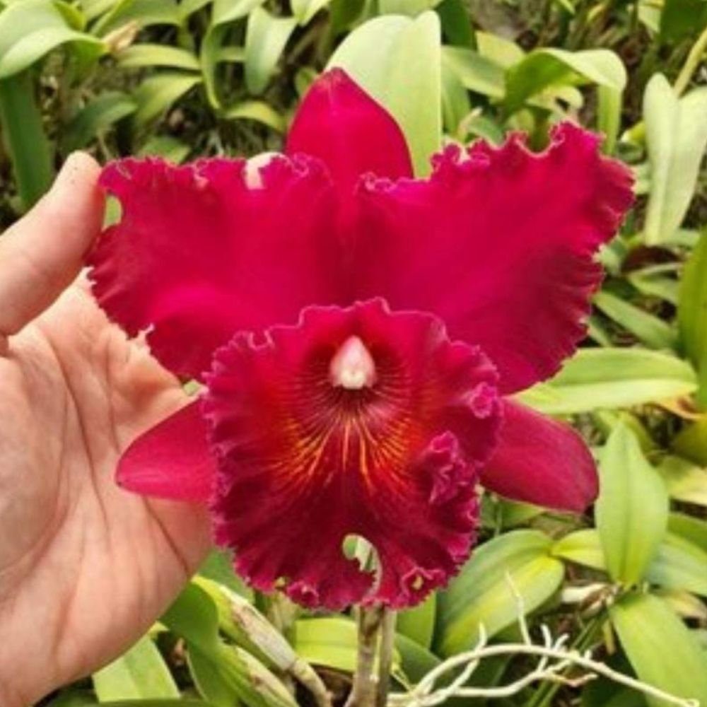 Orquídea Cattleya Blc Chia Lin 'new City' - Adulta - Orquidário Ronmar -  Flores e Plantas Ornamentais