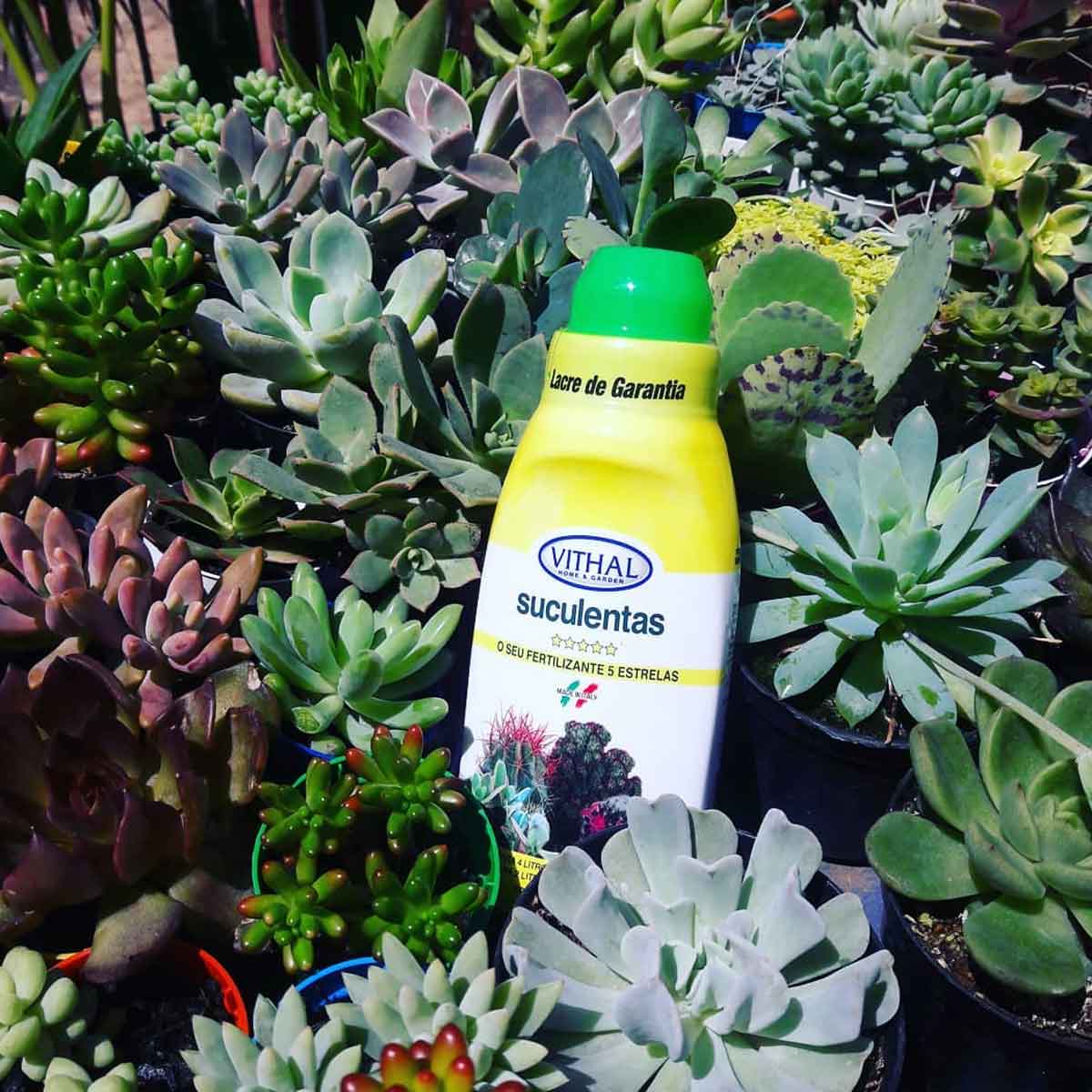 Kit Com 3 Fertilizantes Líquido Para Suculentas Vithal 250ml - Pestshop