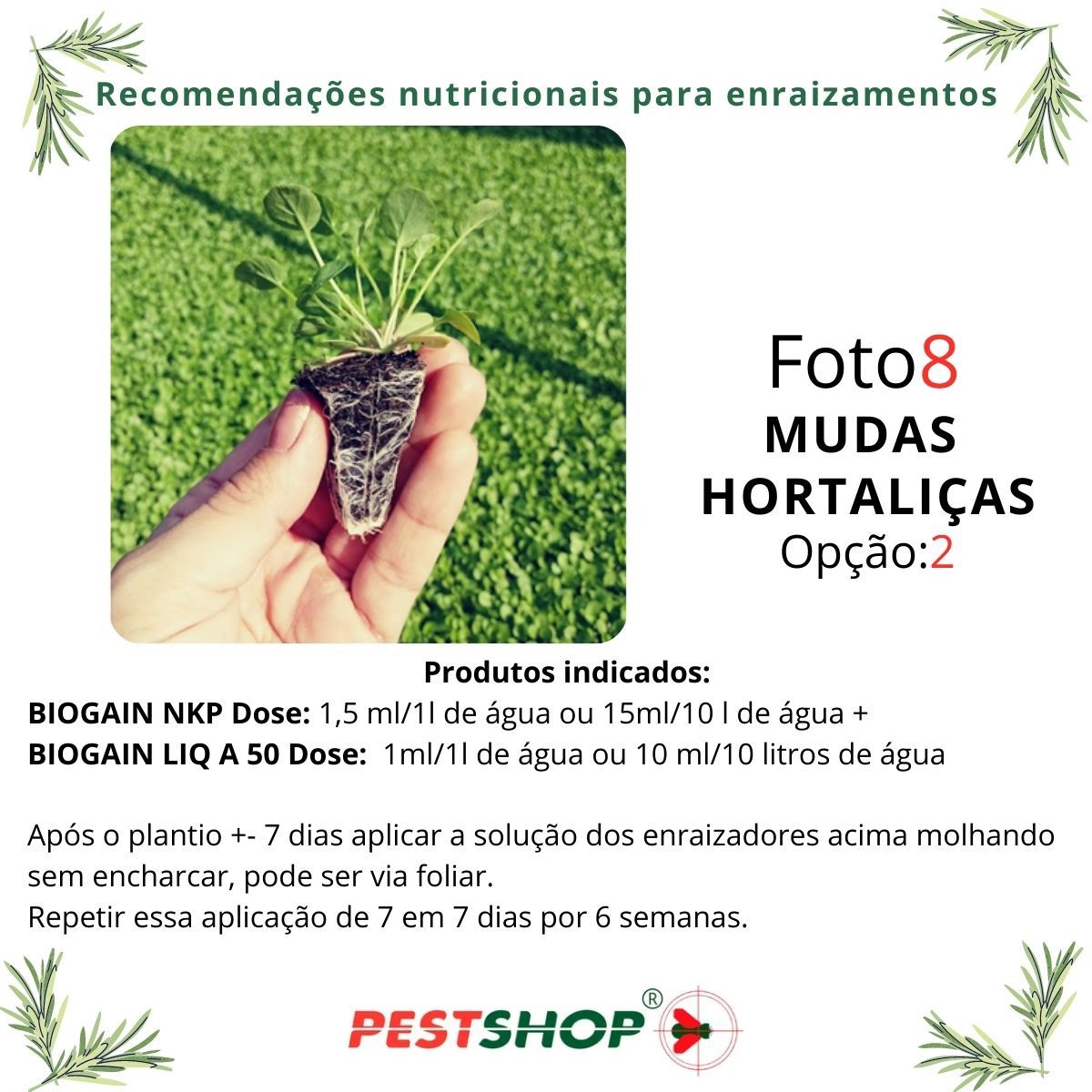 NITRAID テディベア　realweed rw Fertilizante Enraizador Mudas Gramados Flores Vigaroot Rgtec