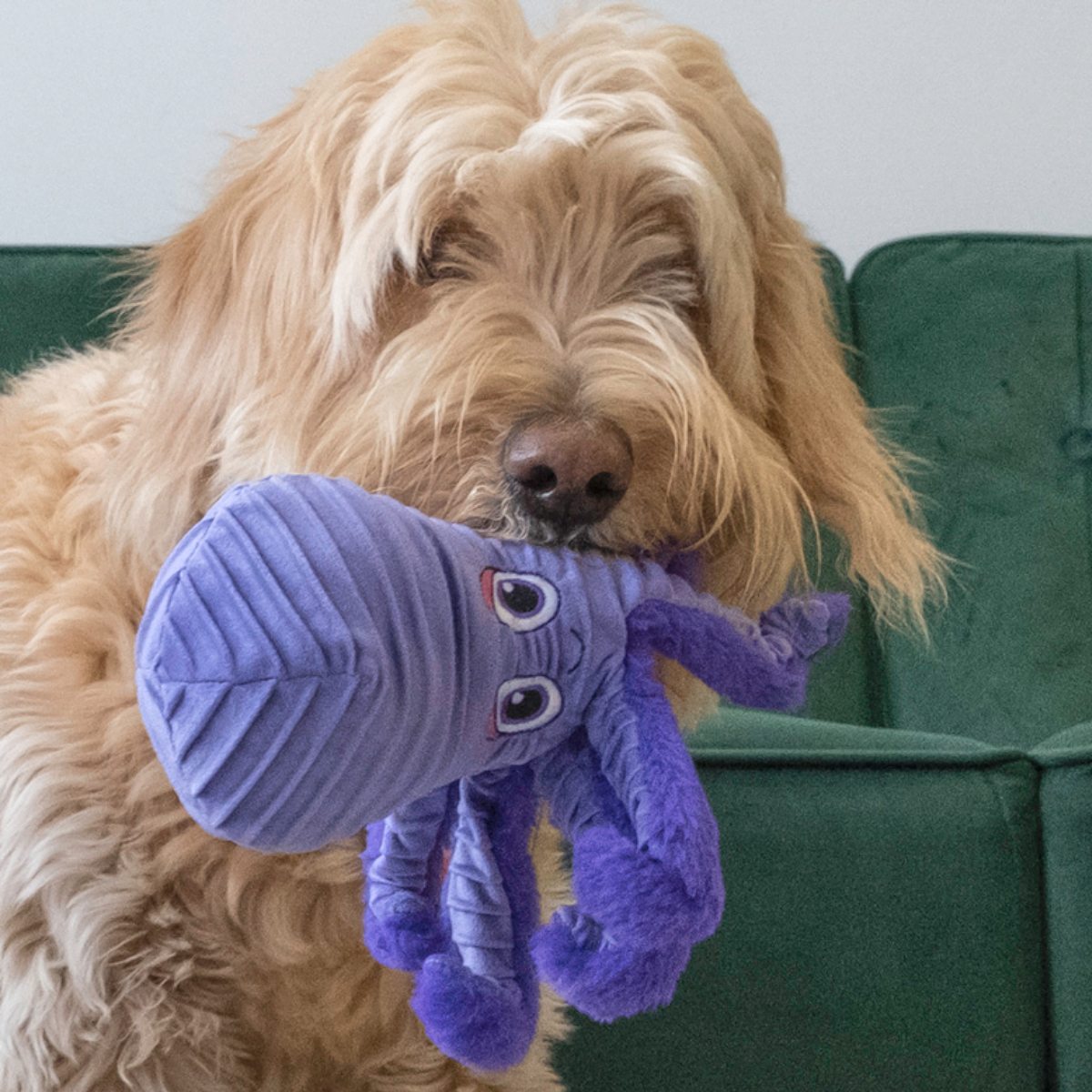 Kong CuteSeas Rufflez Polvo |Fandog - Fandog - Chega de tédio ...