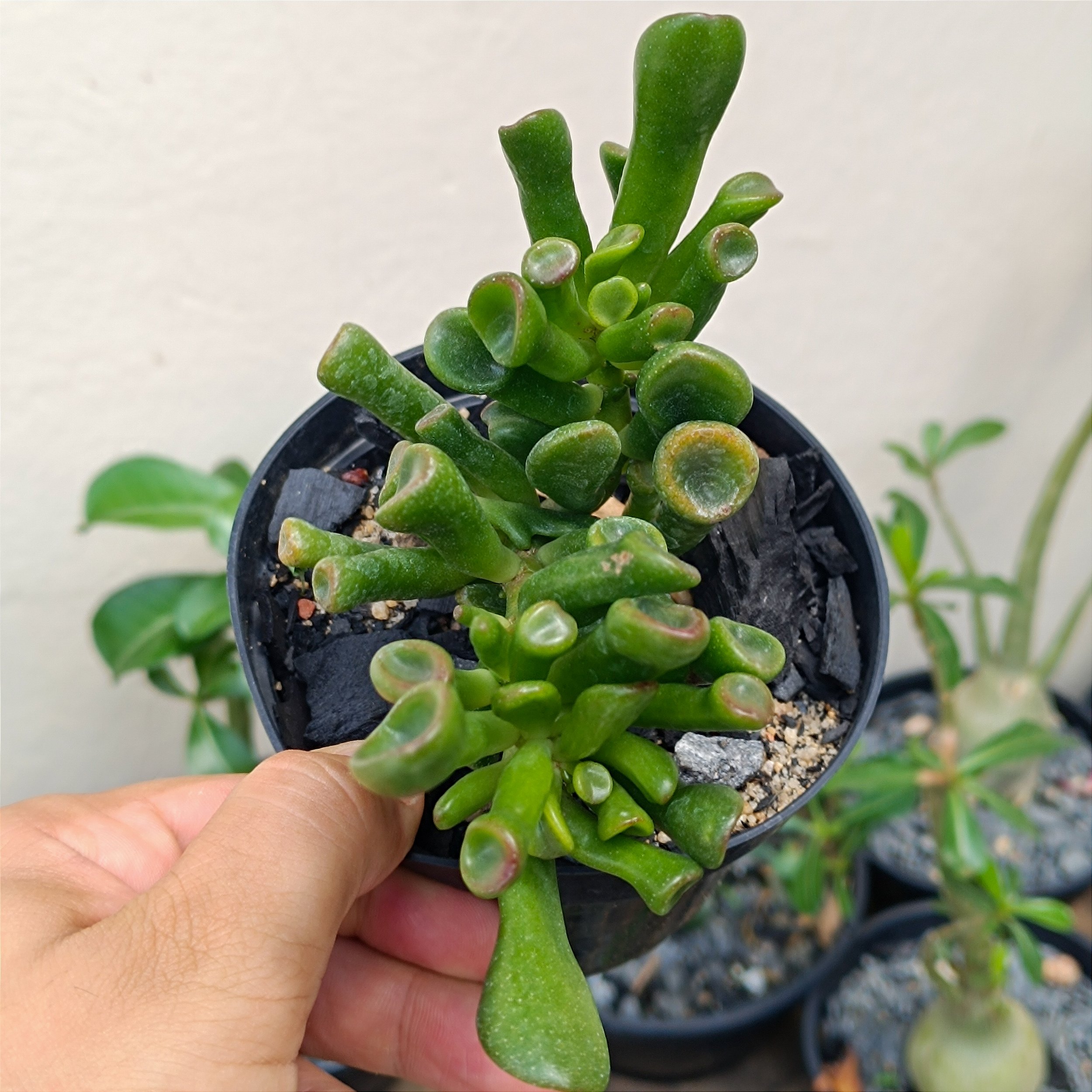 Crassula Ovata Cv Gollum Orelha De Shreck Wplantas 0384