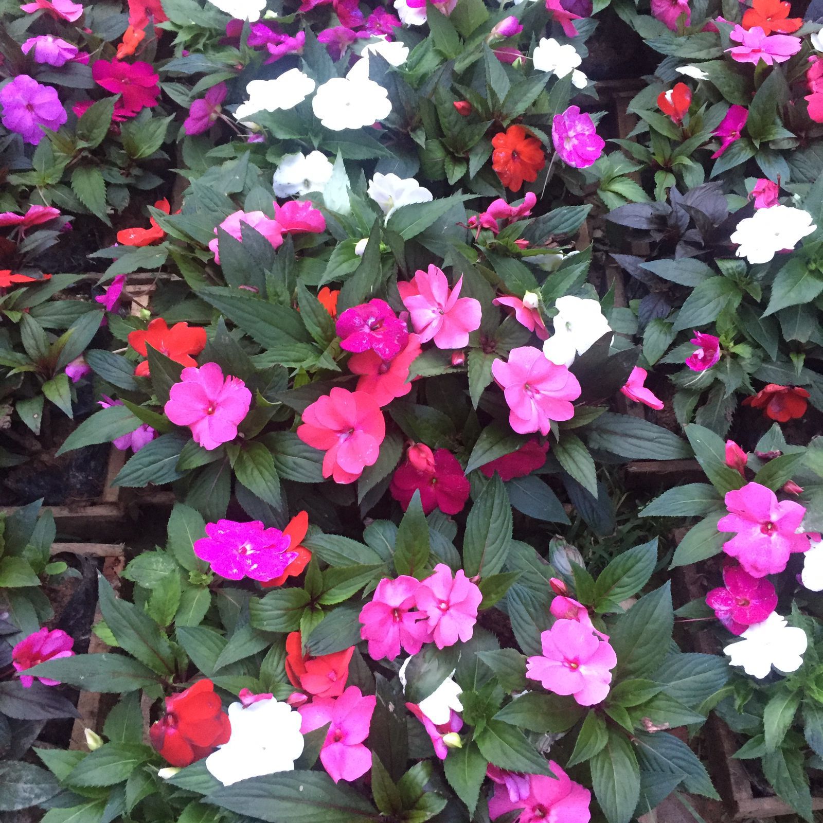 Diferença de Sunpatiens e Impatiens? Como fazer mudas e cuidar?Sunpatiens  gosta de sol? 