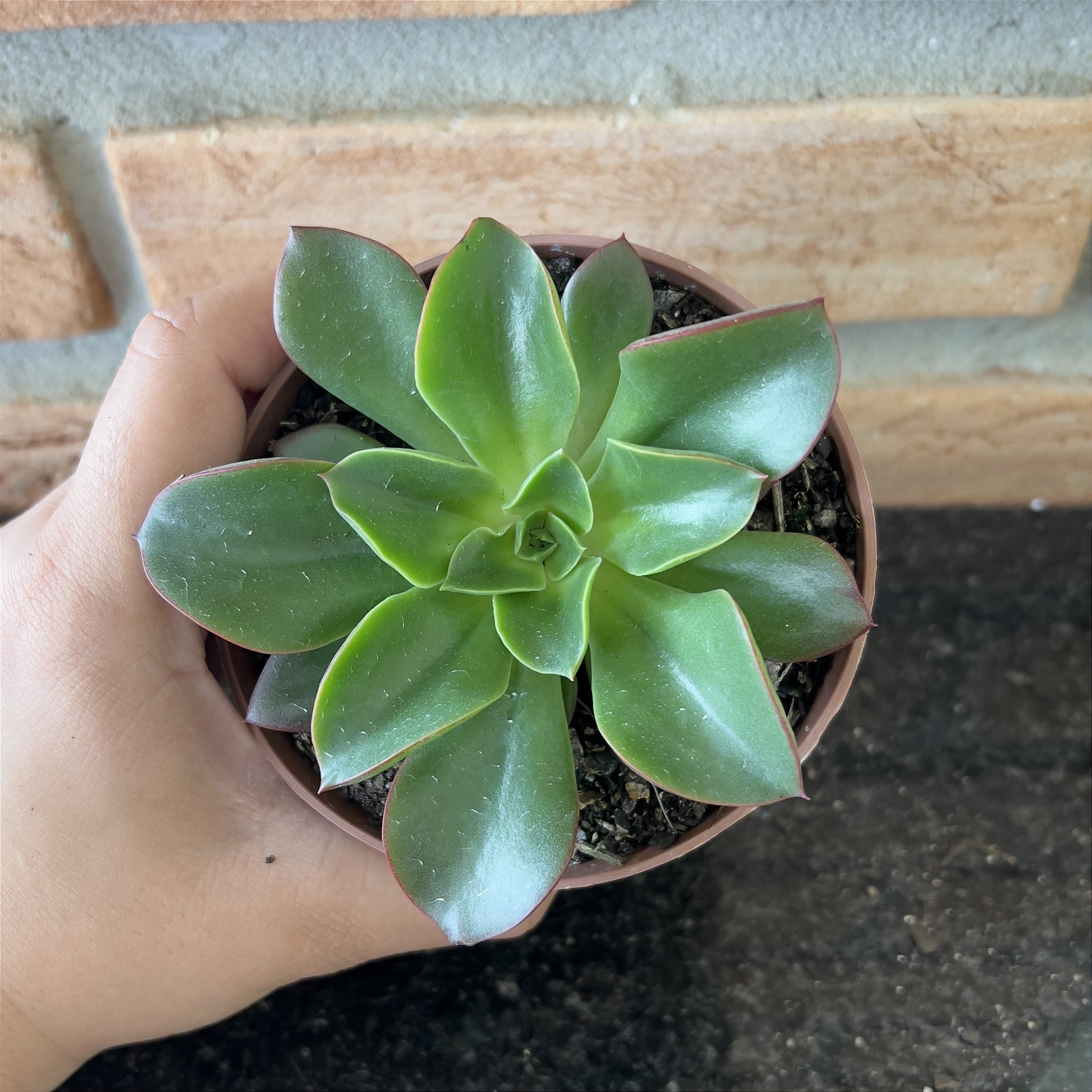 Echeveria Salsa Verde Pote Suculentas Holambra