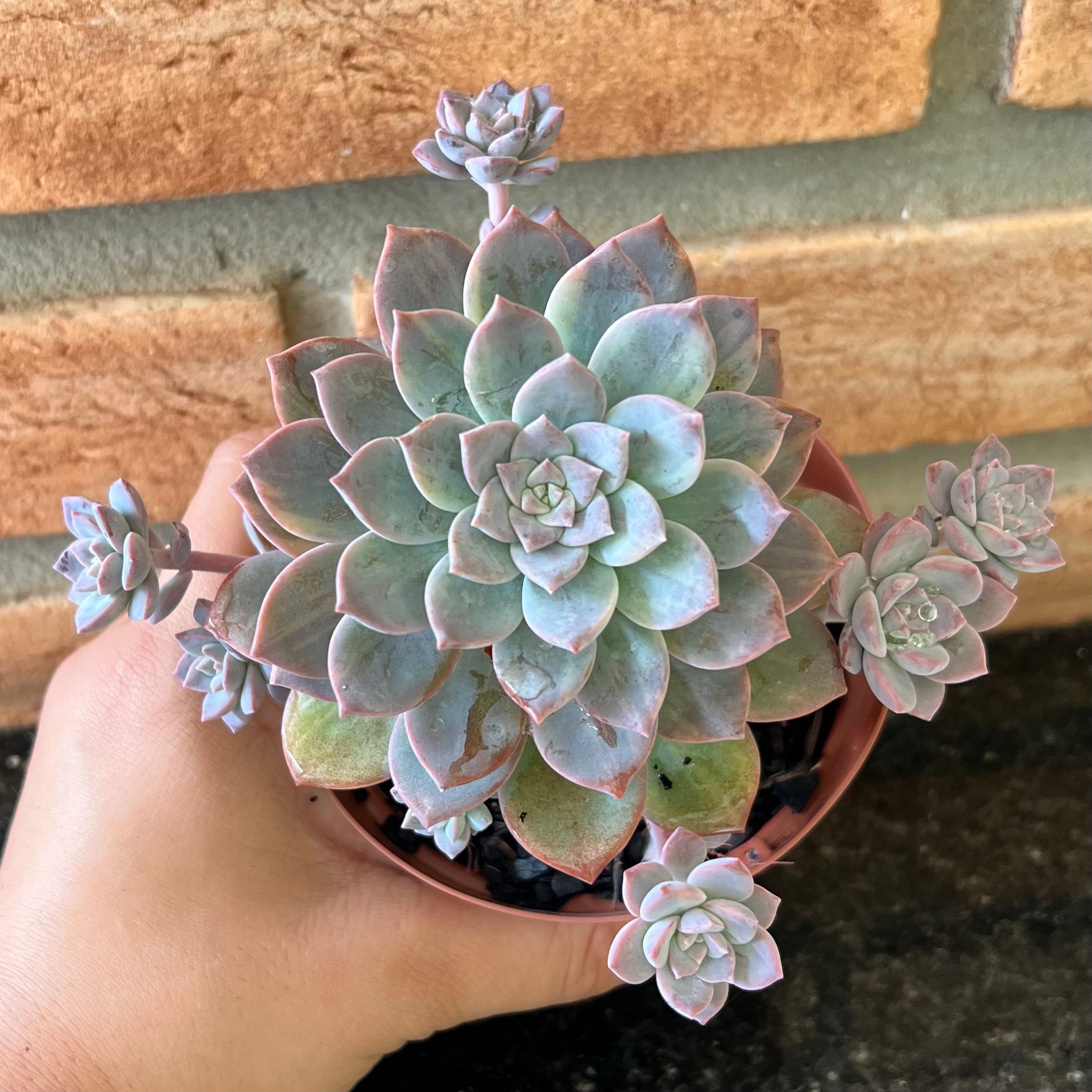 Graptoveria Milky Way Variegata pote 11 - Suculentas Holambra