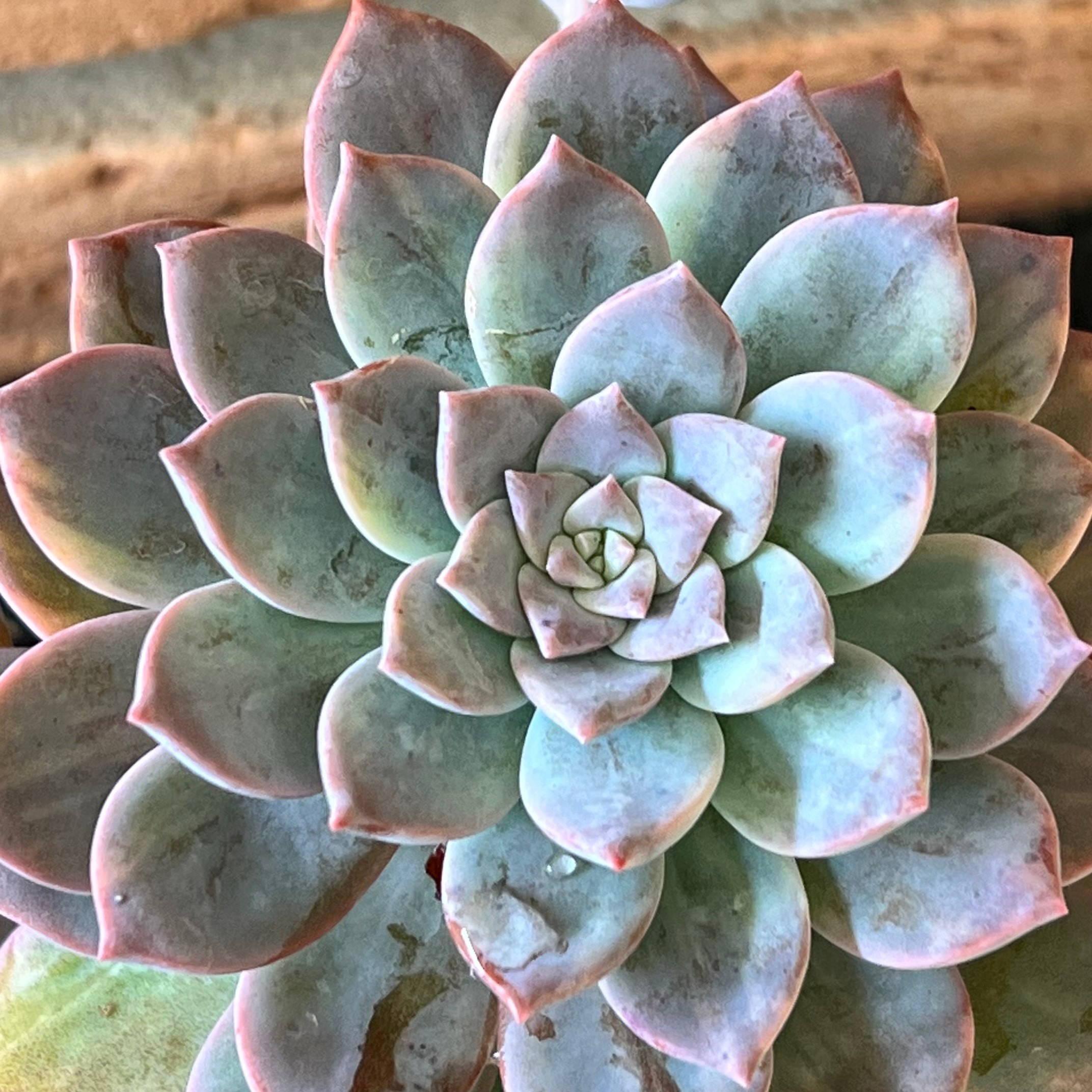 Graptoveria Milky Way Variegata pote 11 - Suculentas Holambra