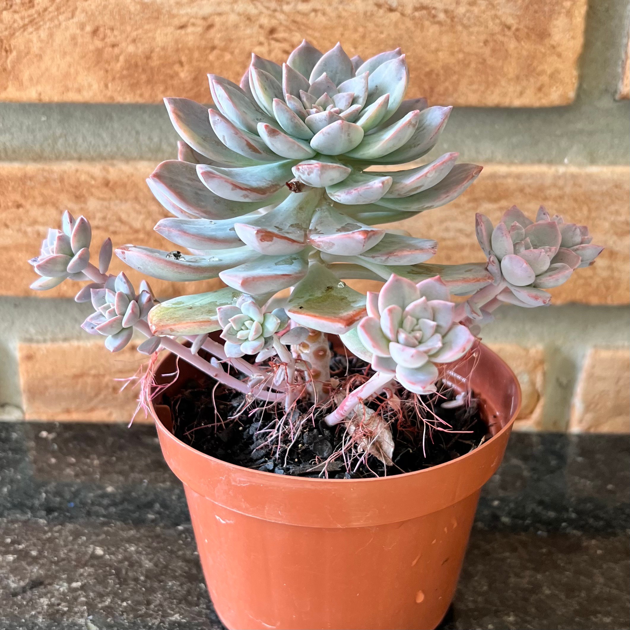 Graptoveria Milky Way Variegata pote 11 - Suculentas Holambra